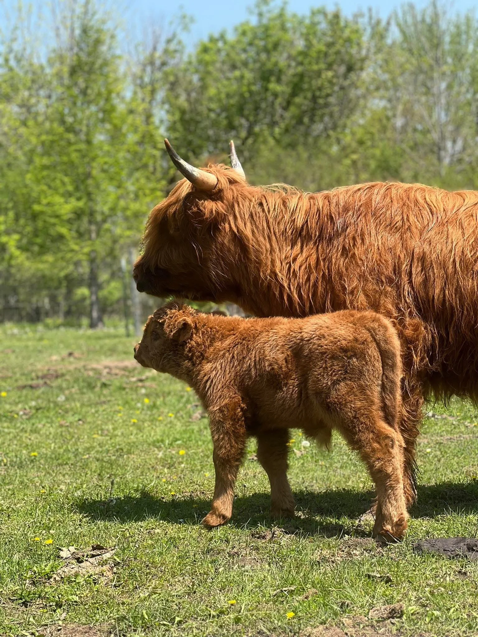 A brown adult Highland cow and a young calf standing together in a grassy field with green trees in the background on a sunny day at Mini Mitten Acres, in Davison, Michigan.