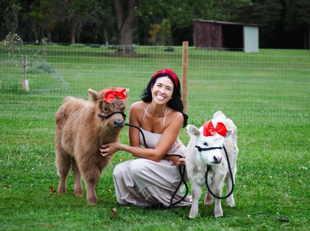 Mini Mitten Acres | Miniature Highland Cows