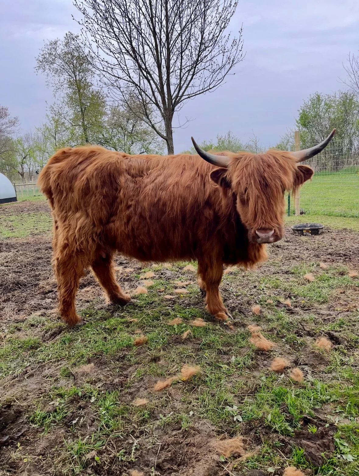 A Highland cow with long reddish-brown fur and curved horns standing on muddy ground, with a leafless tree and cloudy sky in the background at Mini Mitten Acres, in Davison, Michigan.