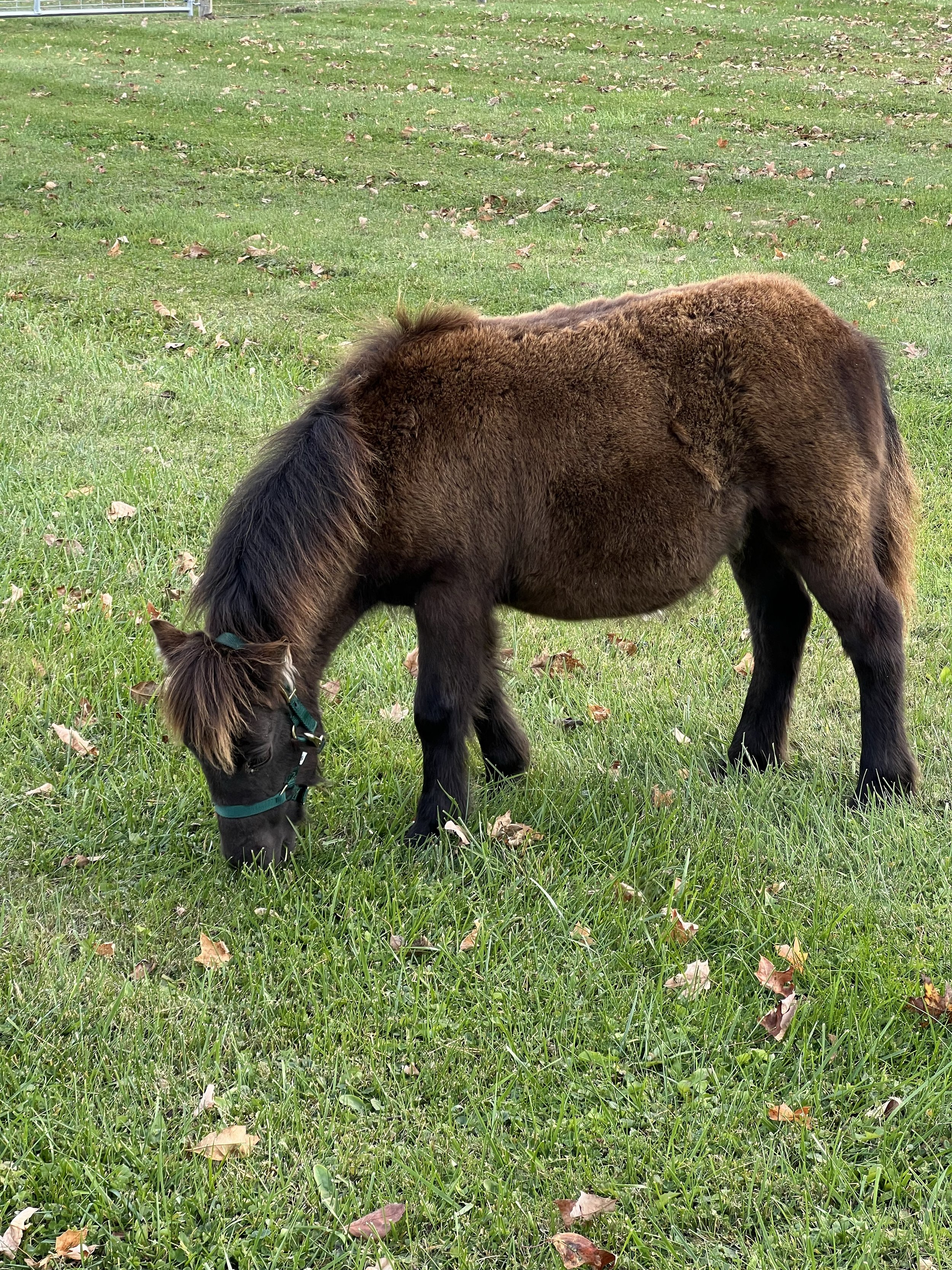 Mini Mitten Acres | Miniature Highland Cows