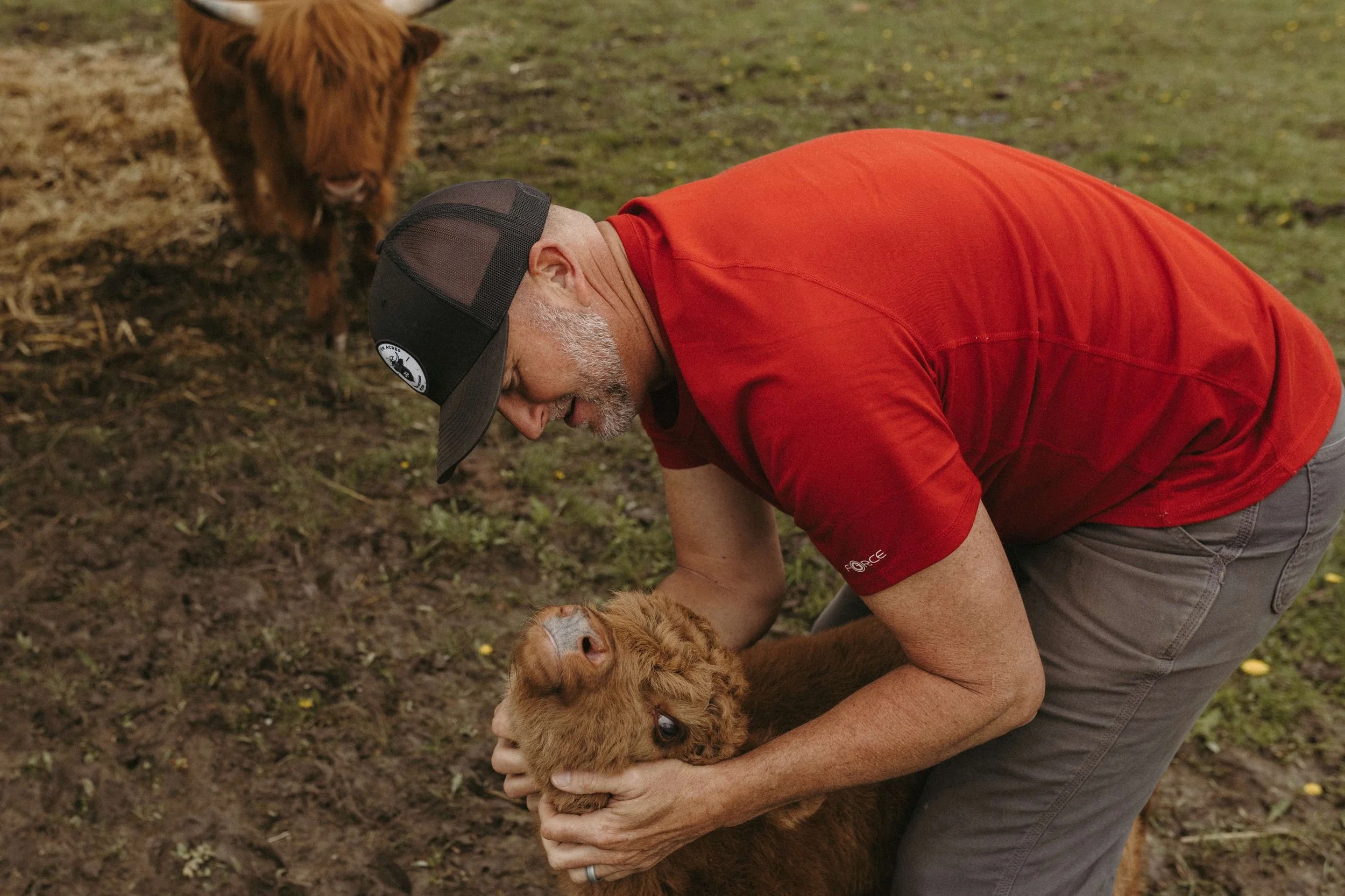 A man in a red shirt and black cap cuddling a small brown calf on muddy ground while a larger brown cow looks on in the background at Mini Mitten Acres, in Davison, Michigan.