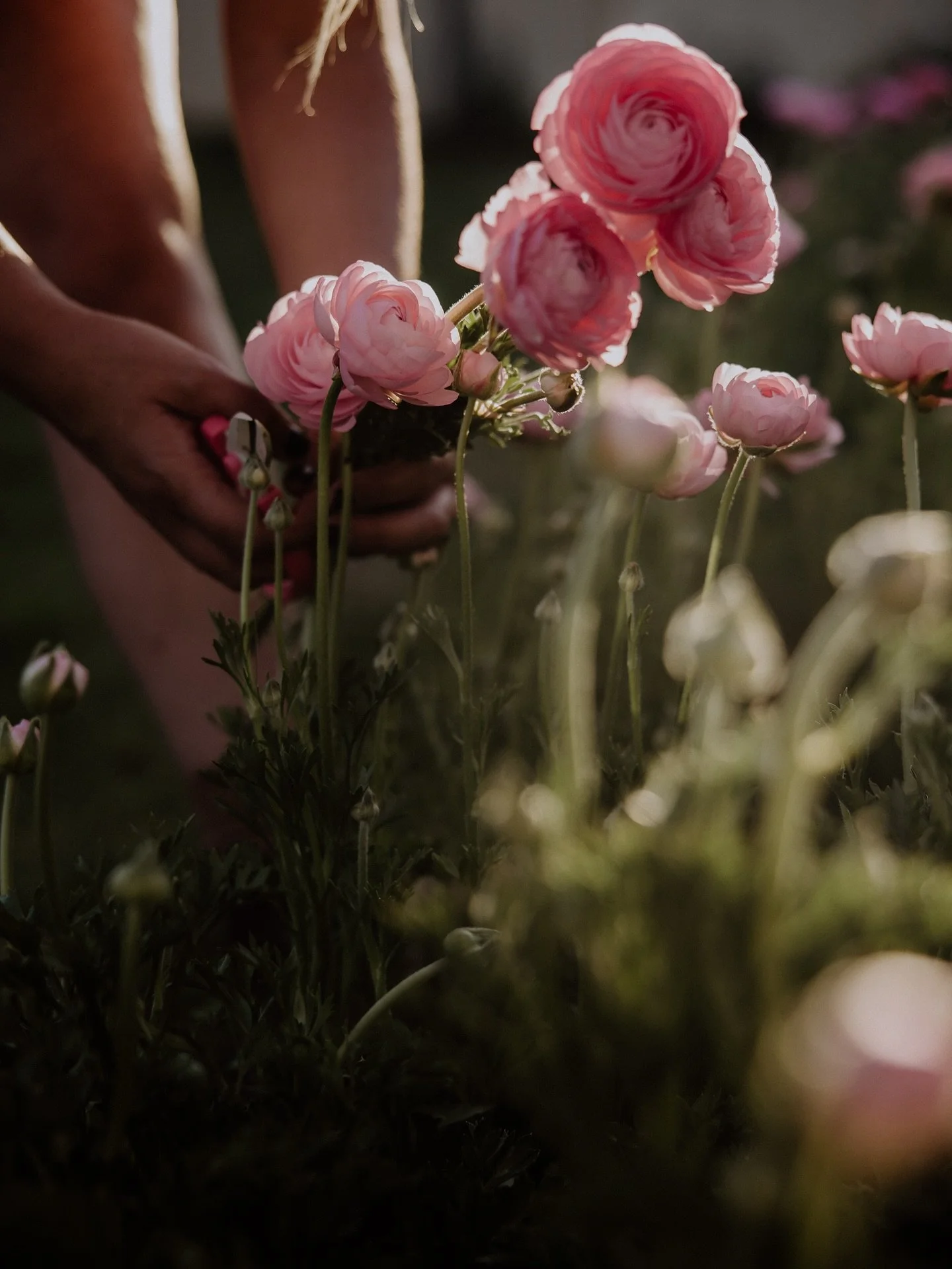 Our garden is taking a little rest 🌿

As the last of our spring blooms fade, we&rsquo;re giving the garden time to recharge before the summer crop bursts back to life in January. The dahlias are already planted, our other summer crops are going into