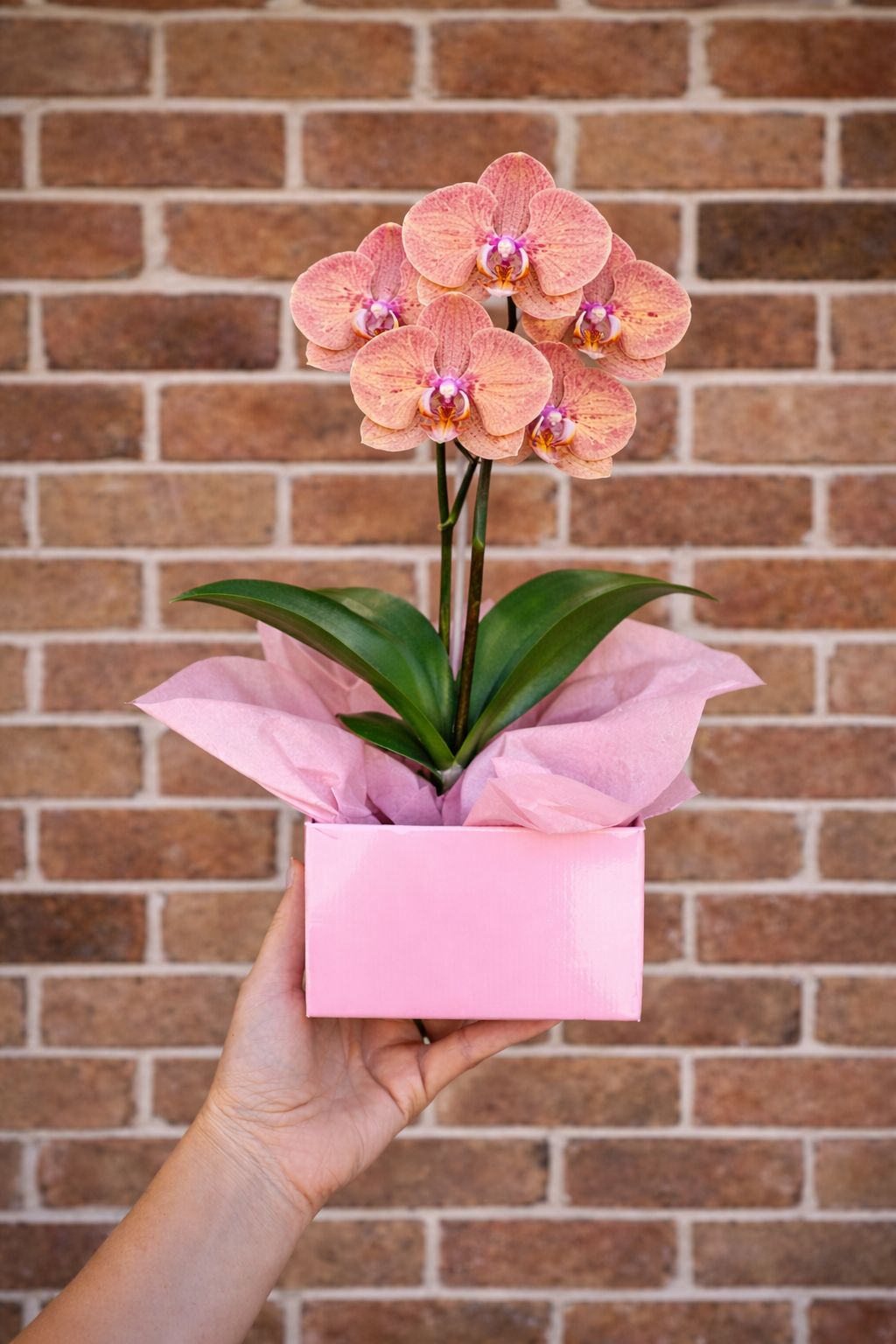 Flowering Orchid Plant ~ Valentine's