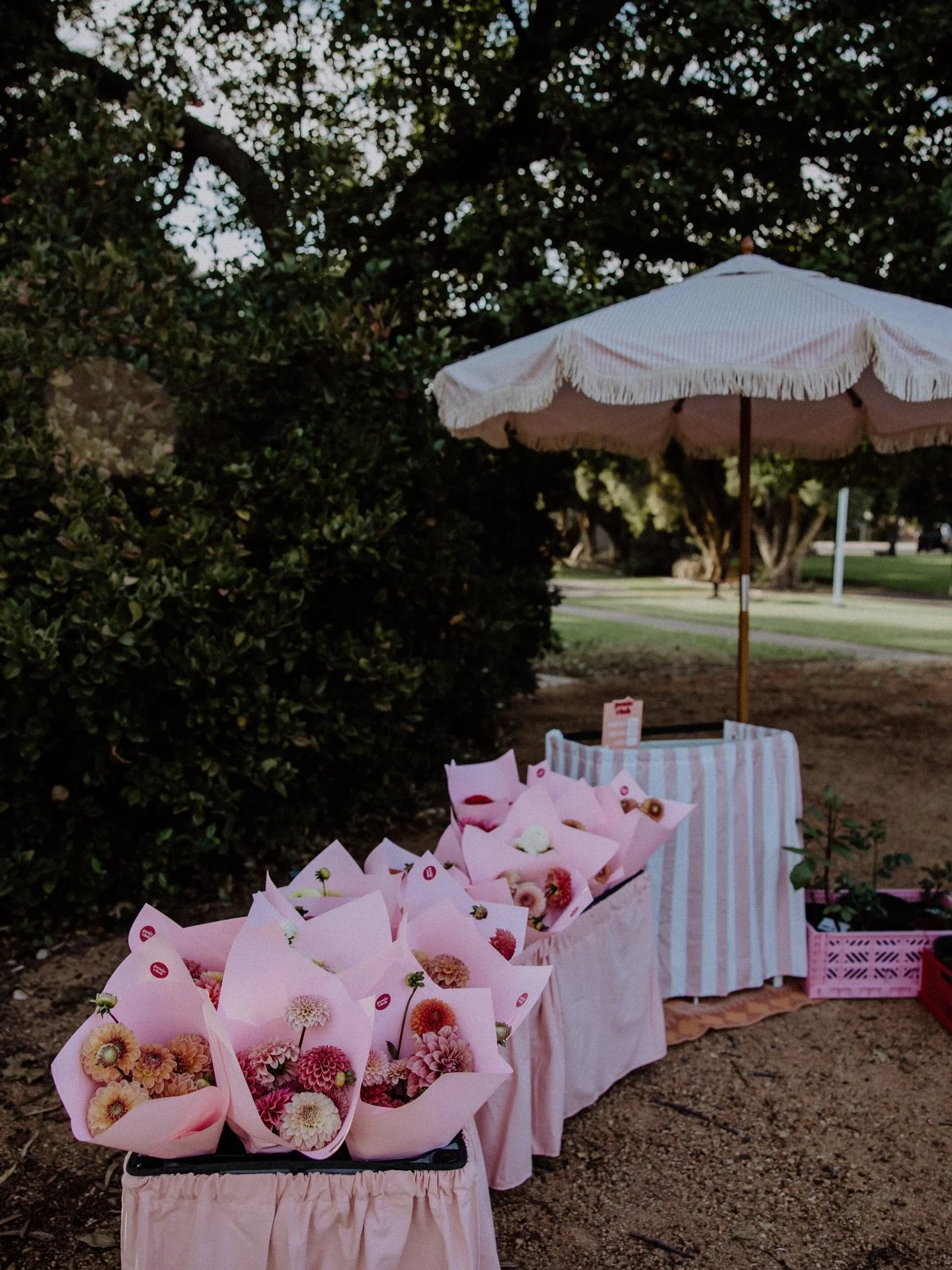 MARKETS are back for 2026 ! Catch us &amp; lots of other local produce at the @mudgeefarmersmarket this Saturday at Robertson Park from 8.30am. 
Locally grown dahlias, zinnias &amp; lisianthus x