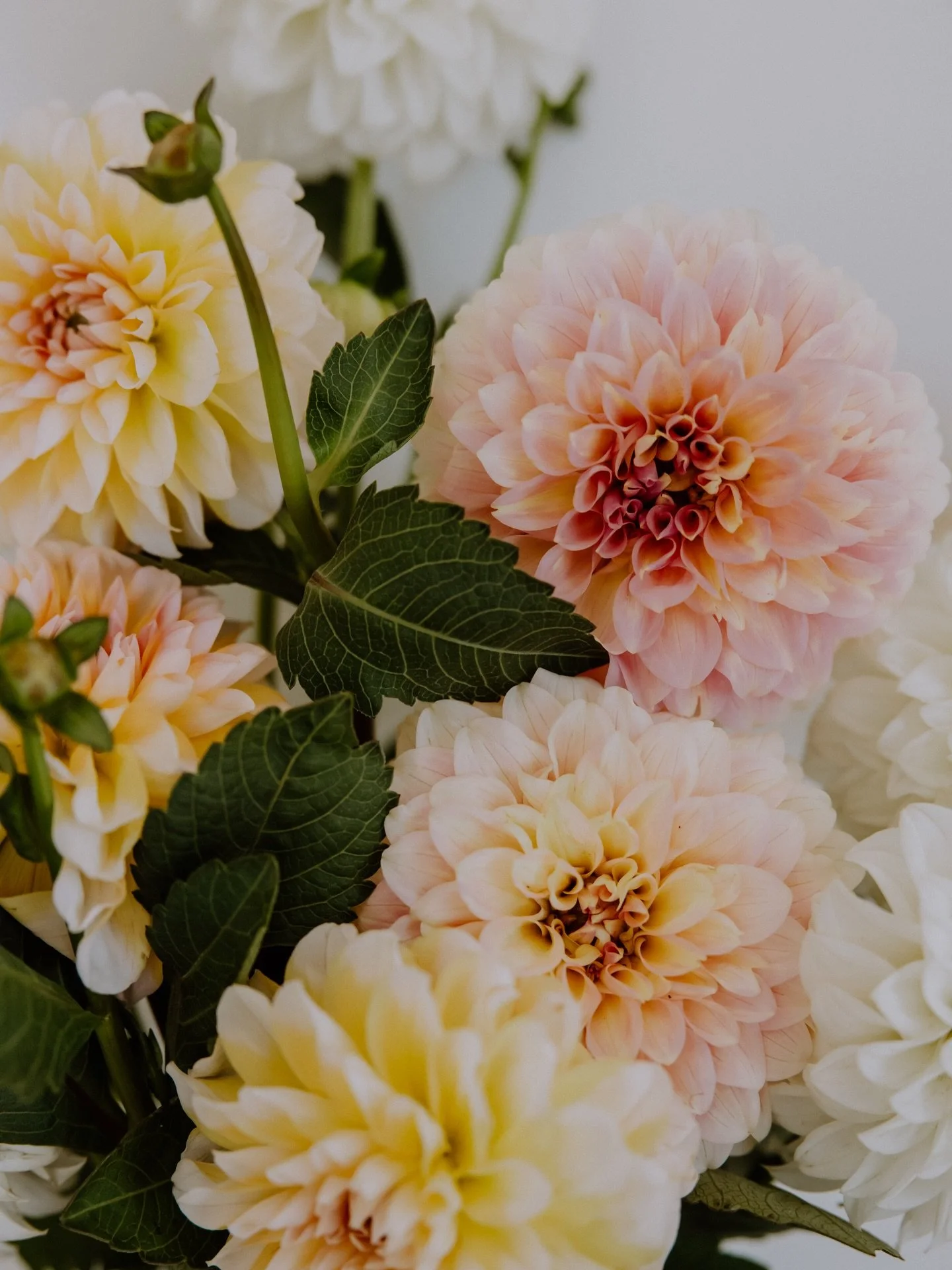 Where to get your hands on Posie Club flowers this week 🌸

If you&rsquo;ve been meaning to grab a bunch, here&rsquo;s how&hellip;

🌸 Friday Flowers at Cedar Cicada from 9am
Locally grown goodness, ready to pop into your home for the weekend.

🌸 Su