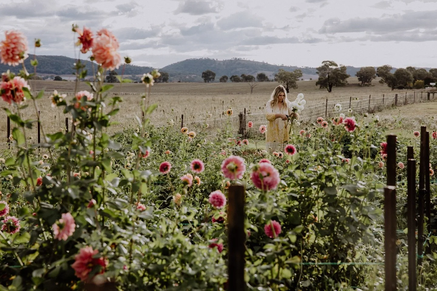 Where to get your Posie Club flowers this week 🌸

If you&rsquo;ve been meaning to grab a bunch, here&rsquo;s where to find us&hellip;

🌸 Delivering Tuesday to Friday ~ 
Our online shop is open for locally grown market bunches &amp; curated bouquets