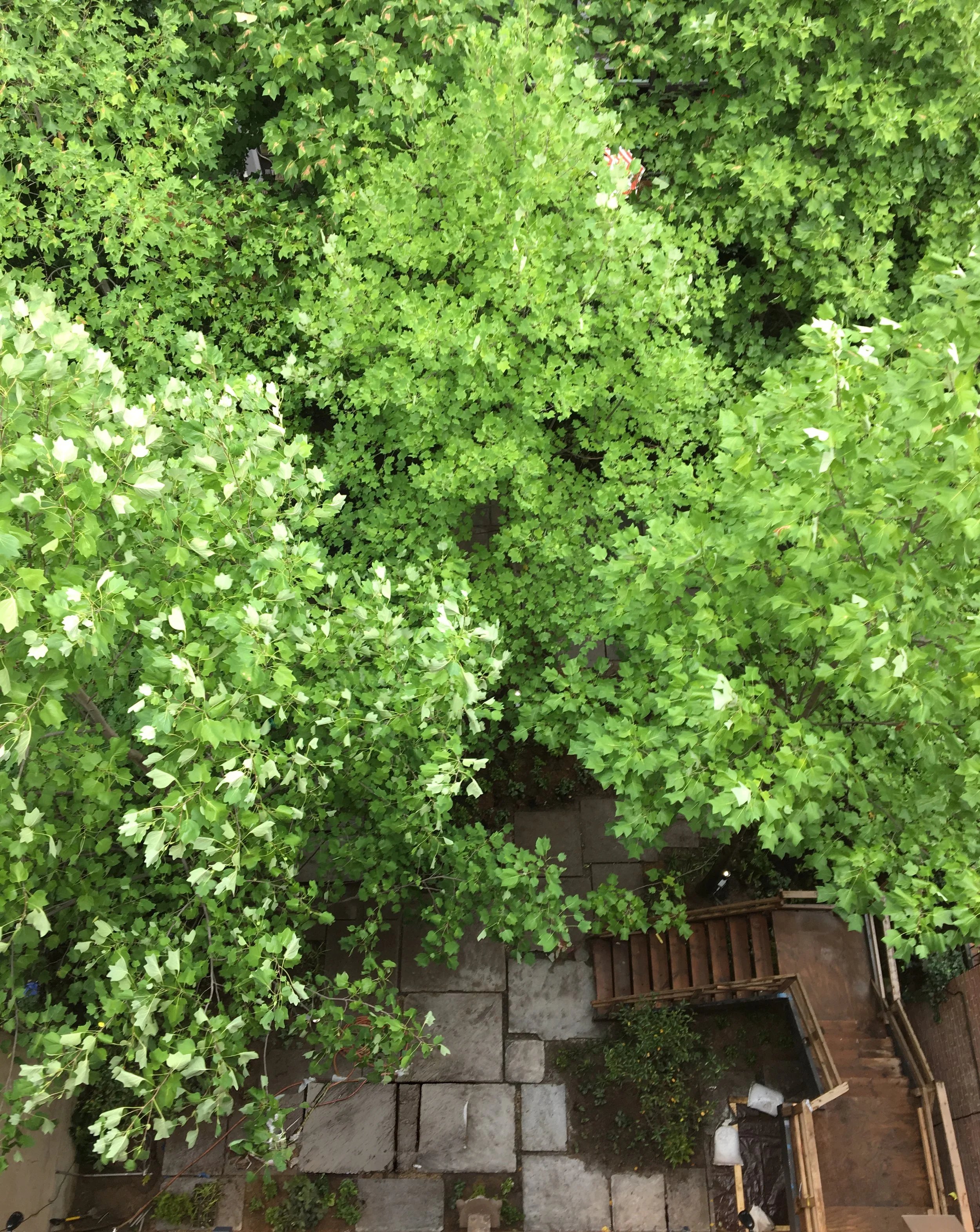 337 Garden from Above Adjusted.jpg