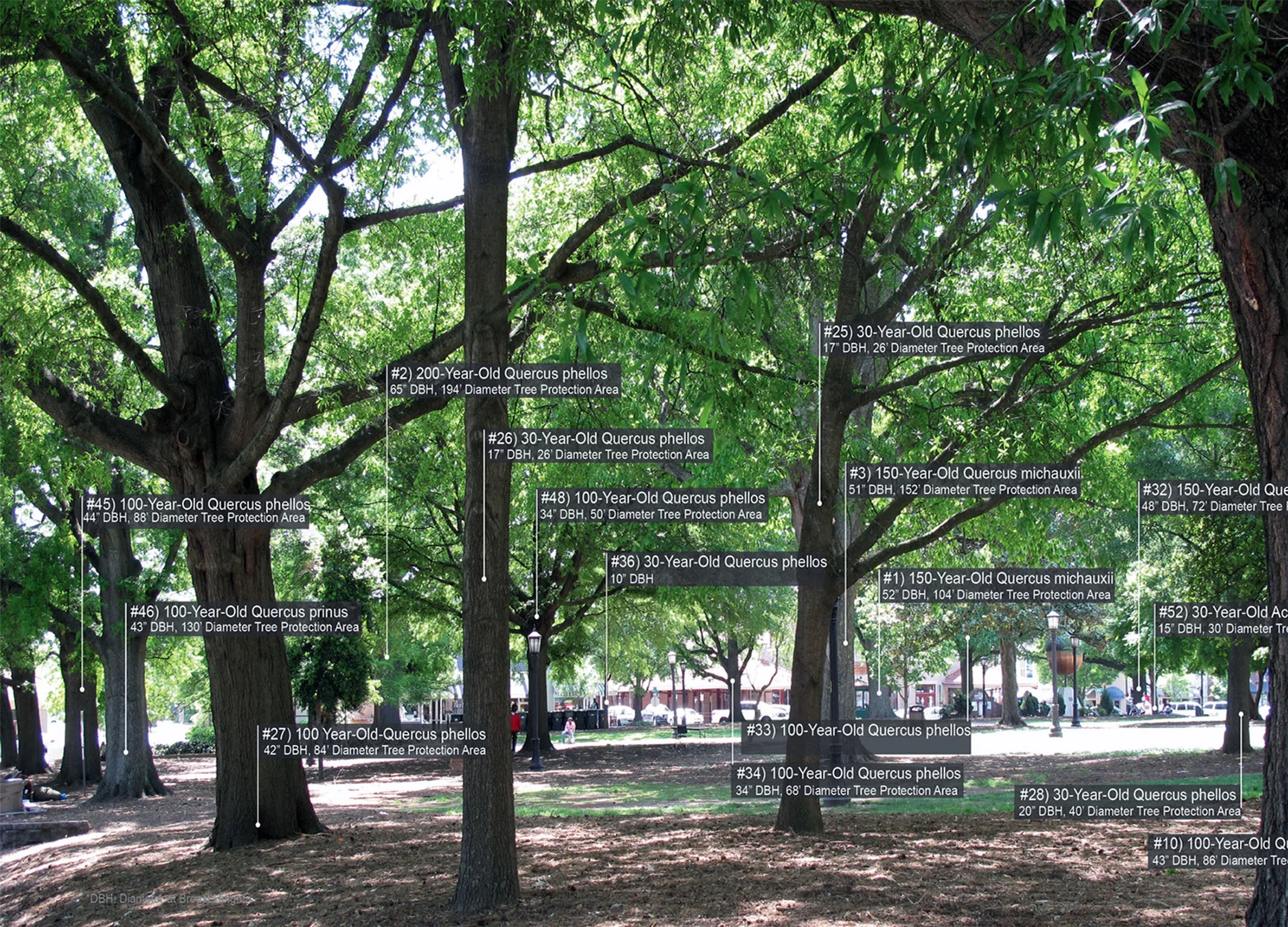 Counts Studio 100 Year Tree Strategy Annotated Photograph of Existing Trees.jpg