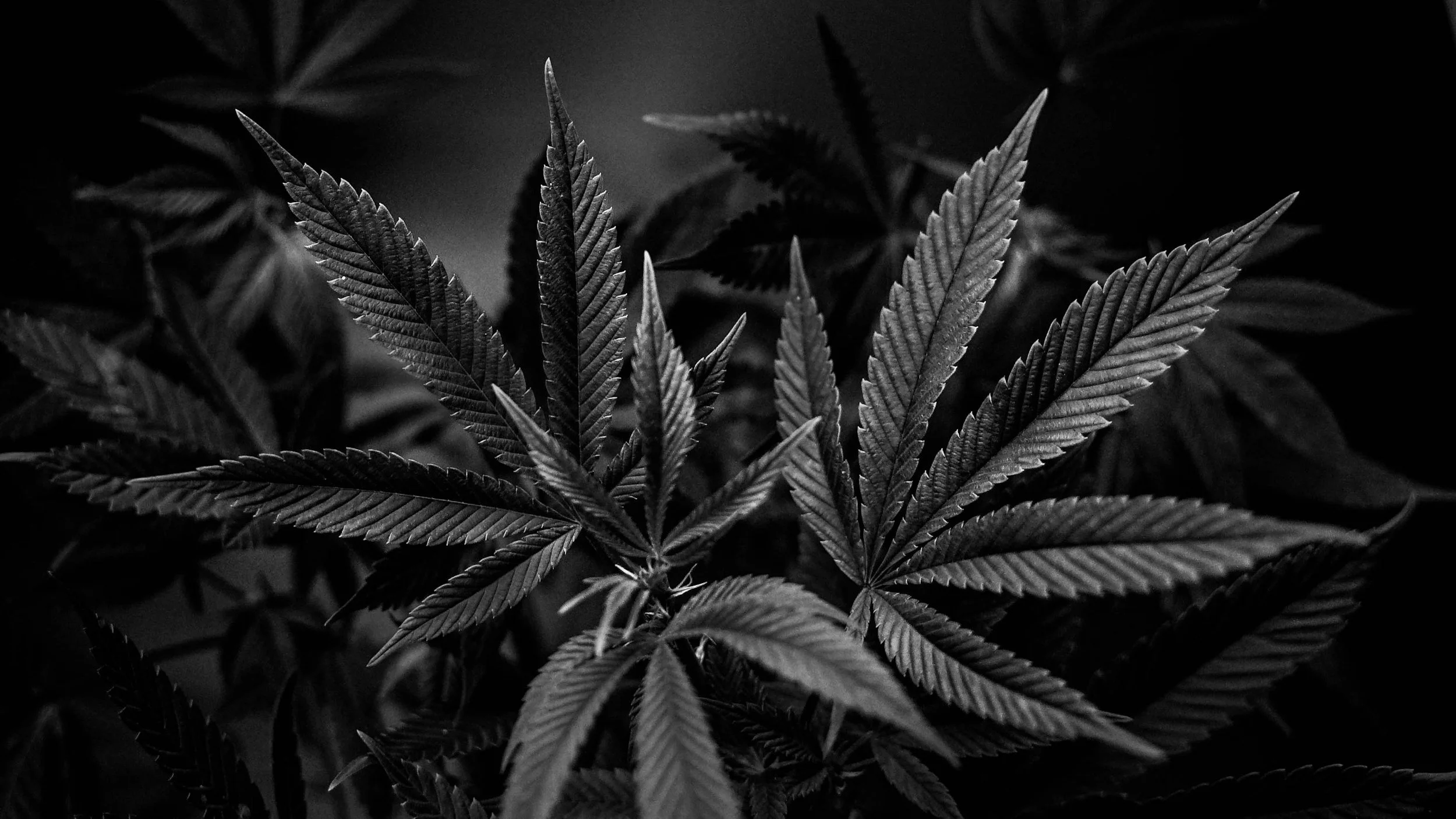 The Marijuana Misconception: Yes, It Can Be Addictive