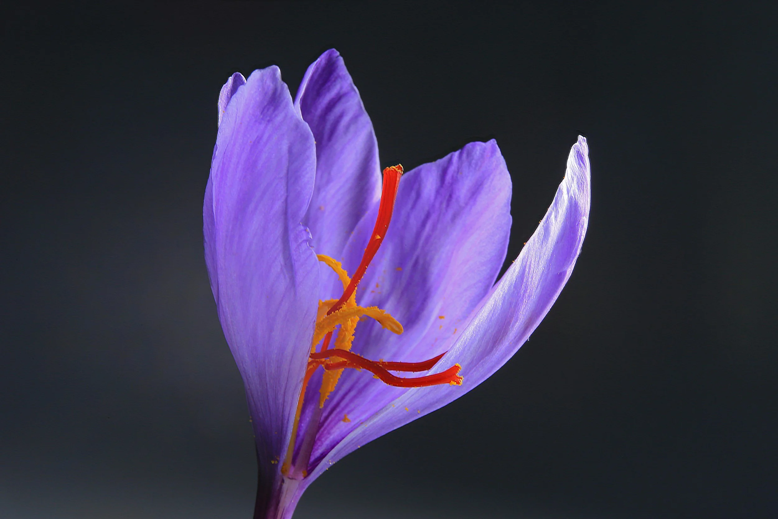 Saffron and Alcohol Use Disorder: The Emerging Science, the Proper Form, and How It Supports Holistic Recovery