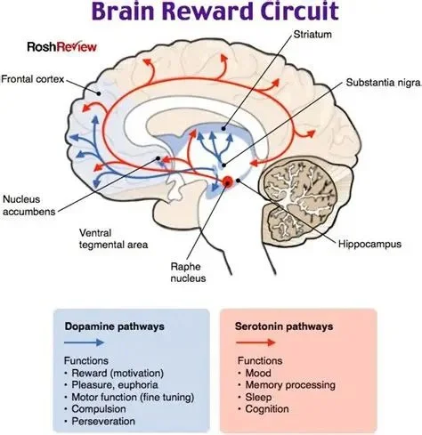 brain reward system and addiction