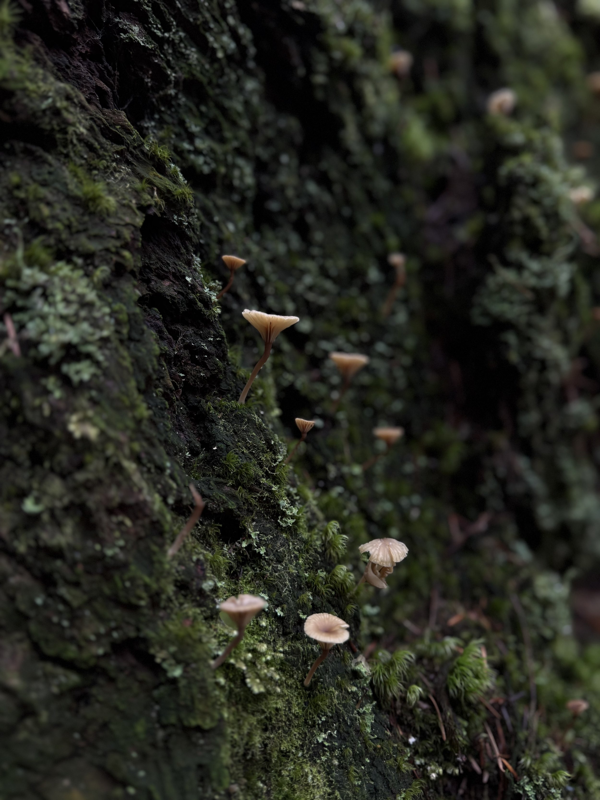 Ancestral Veneration in Southern Folk Magic in a time of Modernity