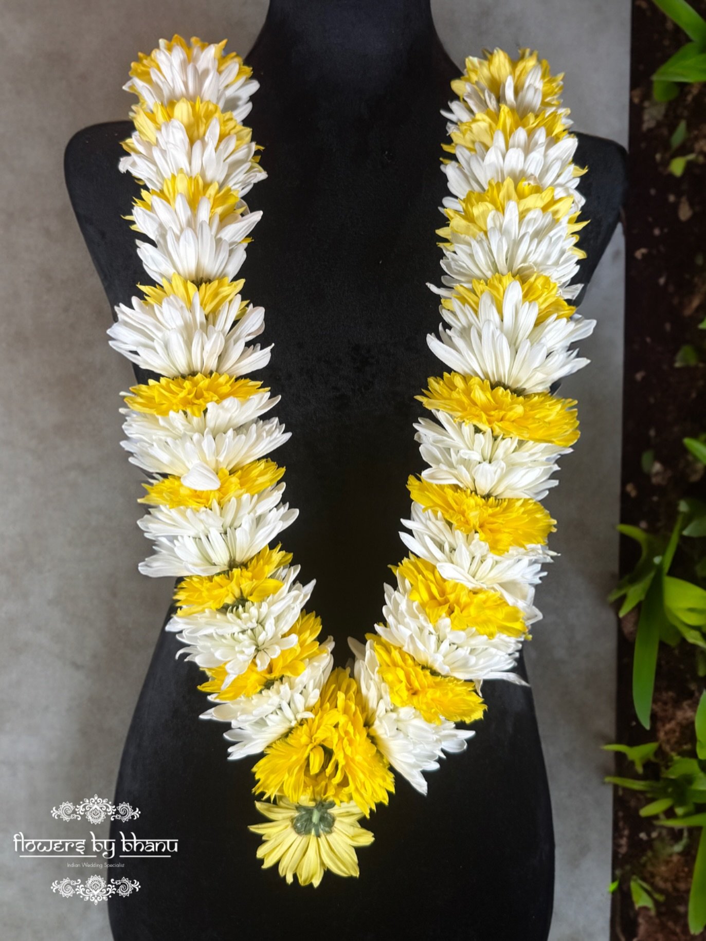 Add a touch of freshness and devotion to your rituals with this vibrant Chrysanthemum Garland, handcrafted using alternating yellow and white chrysanthemums. Ideal for pujas, small ceremonies, spiritual offerings, or home altars, this garland brings 