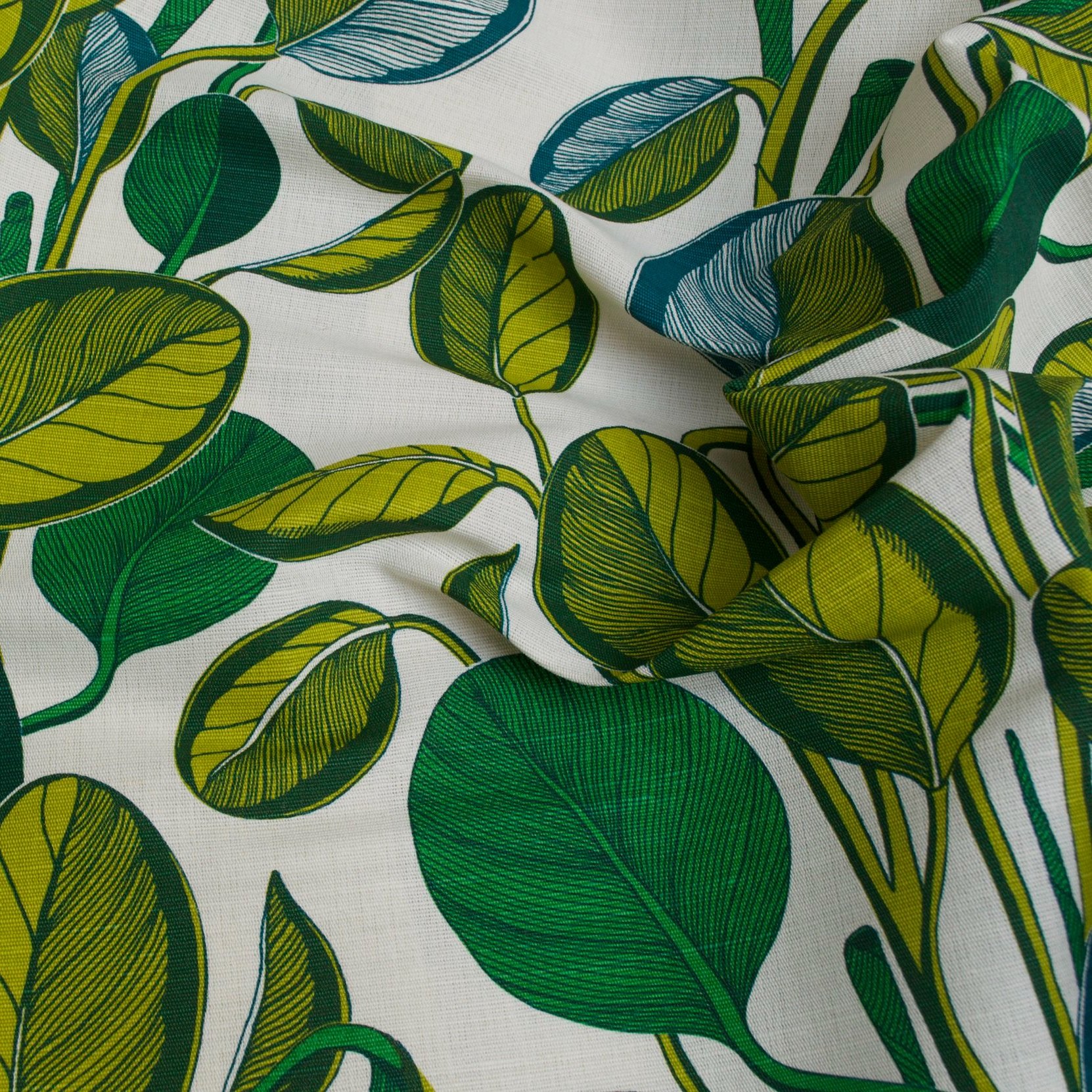 CALATHEA Chartreuse
