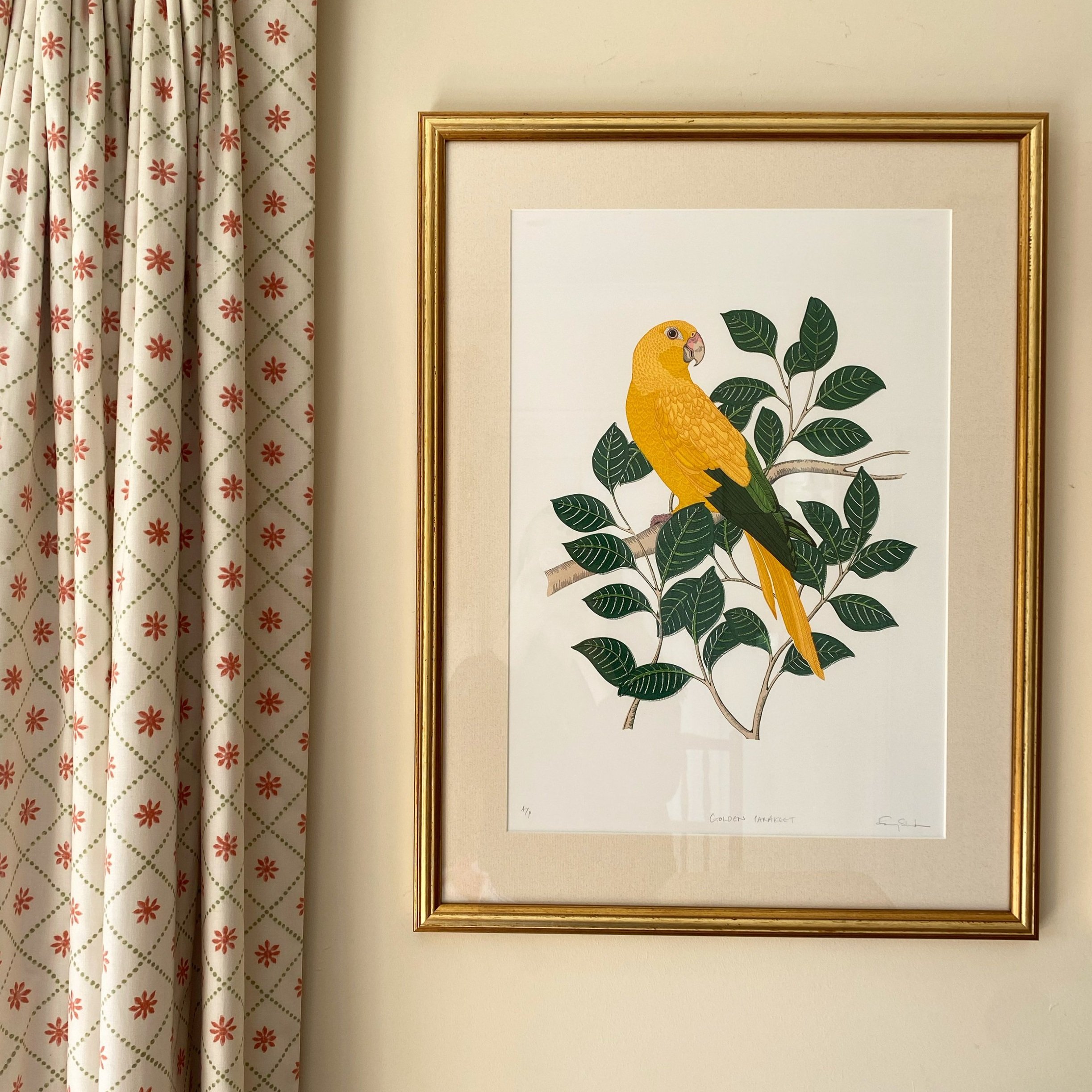 Golden_Parakeet_Fanny_Shorter_Print.jpeg.jpg