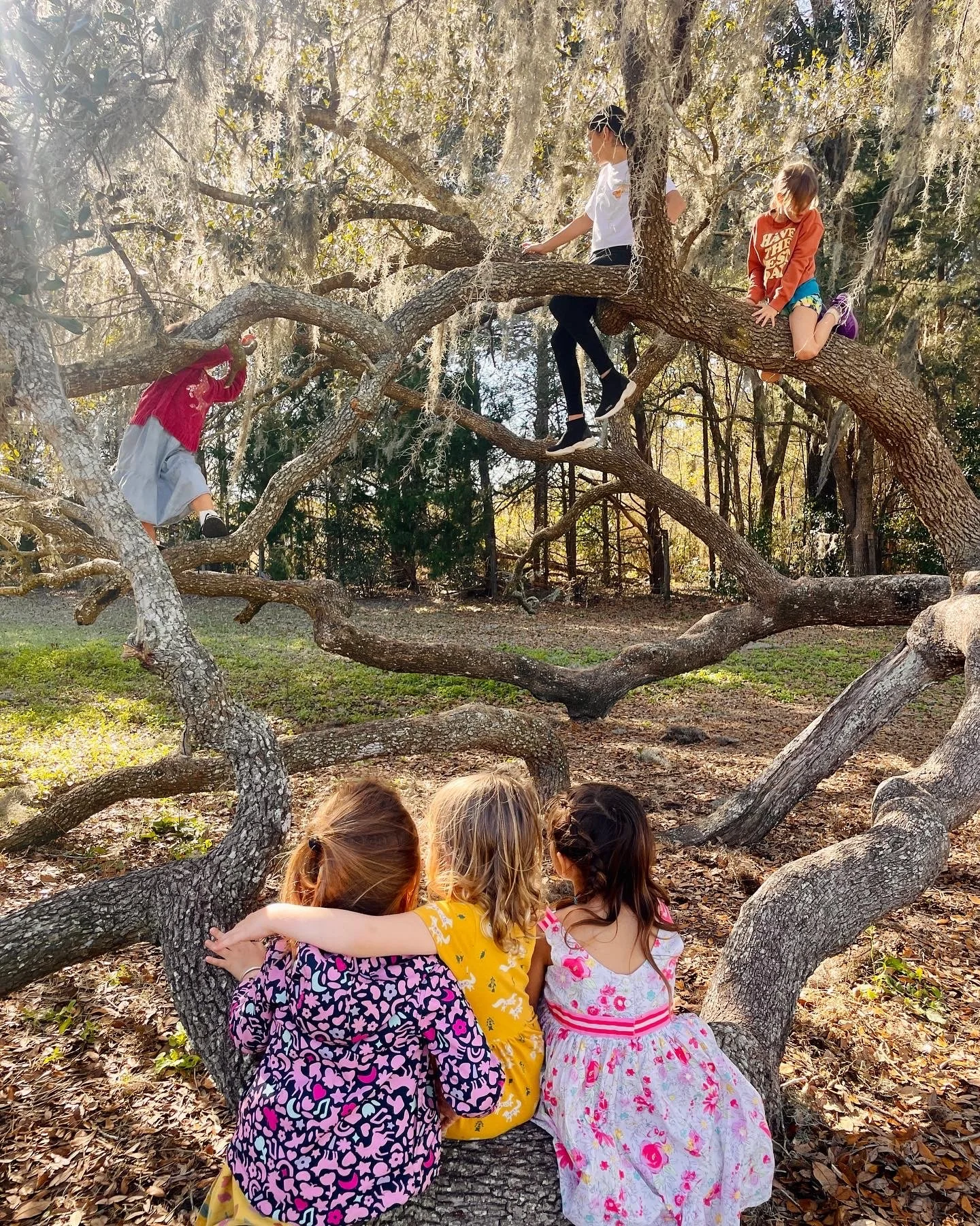 Three young girls sitting on a tree branch with their arms around each other, watching as three other girls climb on a large tree in a park with sunlight filtering through the leaves.