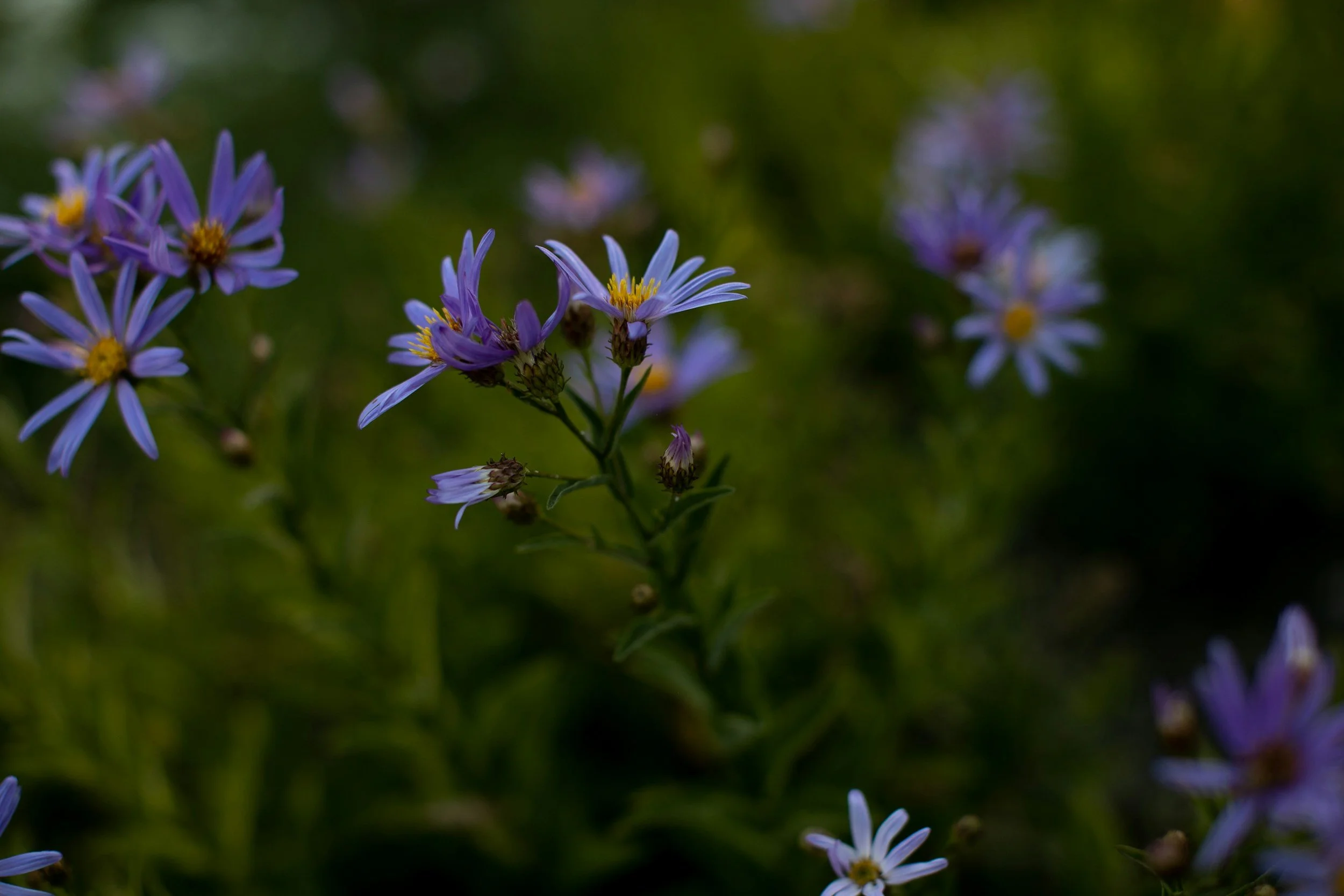 Close-up of purple and white wildflowers with yellow centers, in a green outdoor setting.