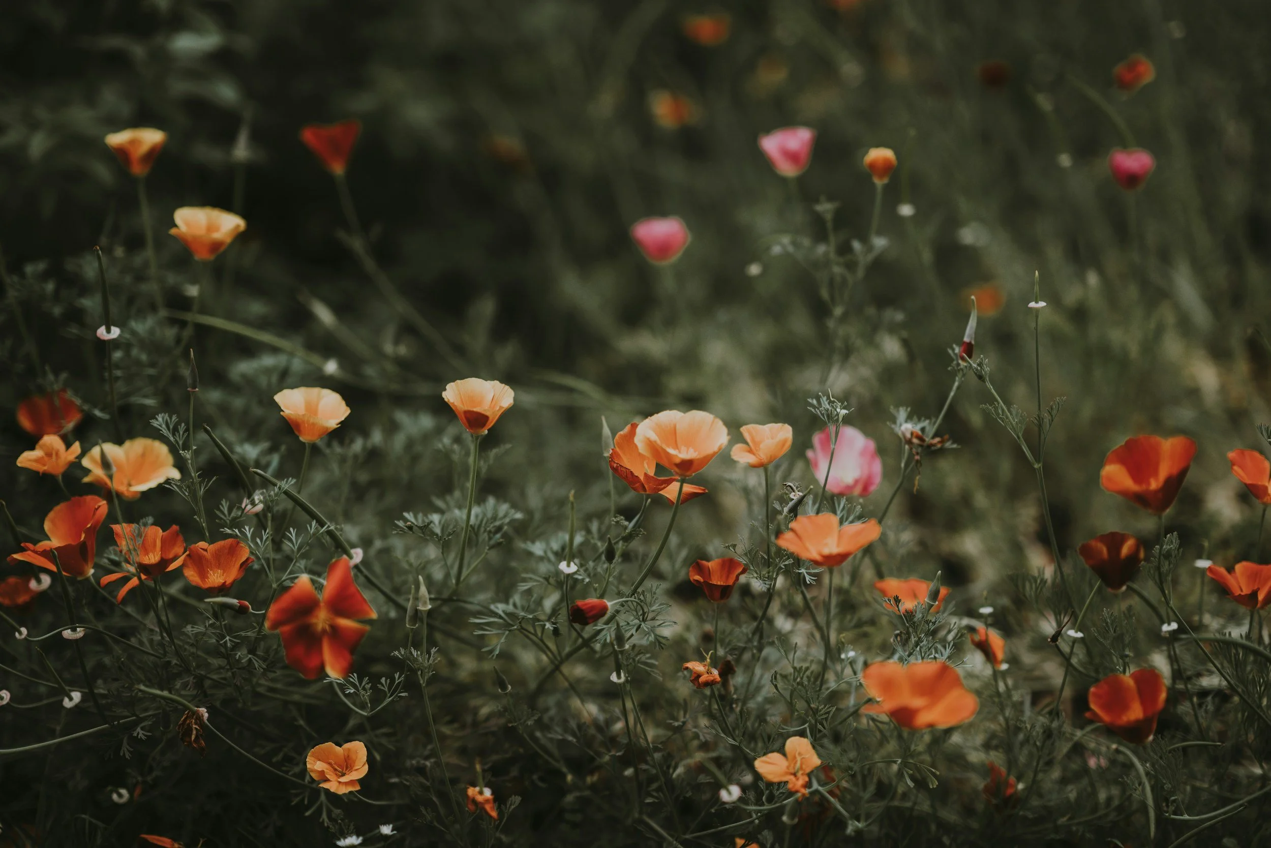 A close-up view of a field of orange and pink poppies with green foliage, some flowers in bloom and others in bud.