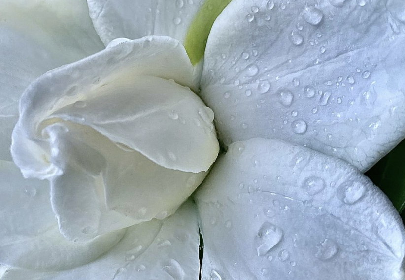 Gardenia Bar Soap
