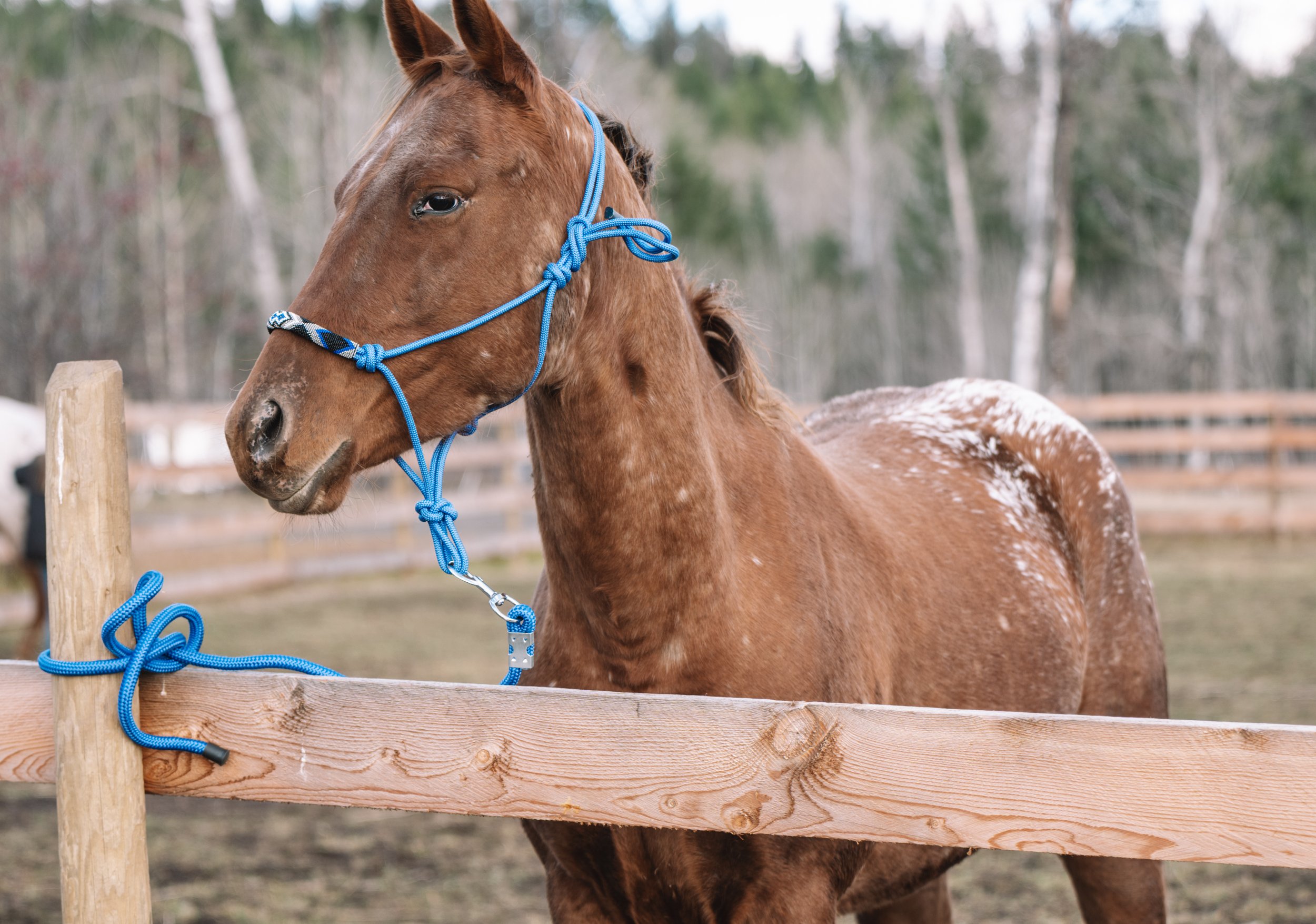 MeadowView Reins Ranch in the Cariboo, BC. Horseback riding and outdoor adventures near Williams Lake.