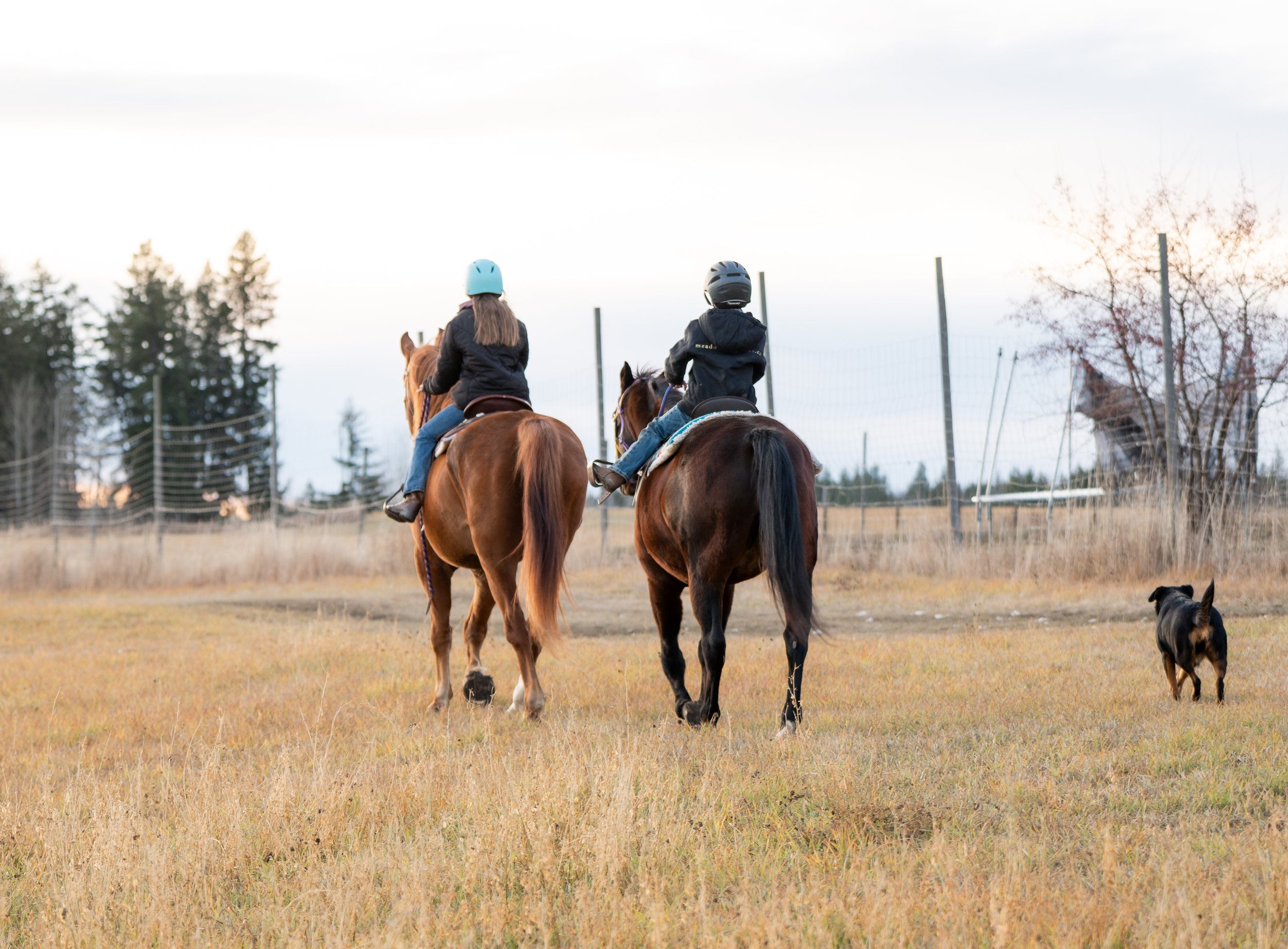 Scenic views from the saddle on a half-day trail ride at MeadowView Reins.