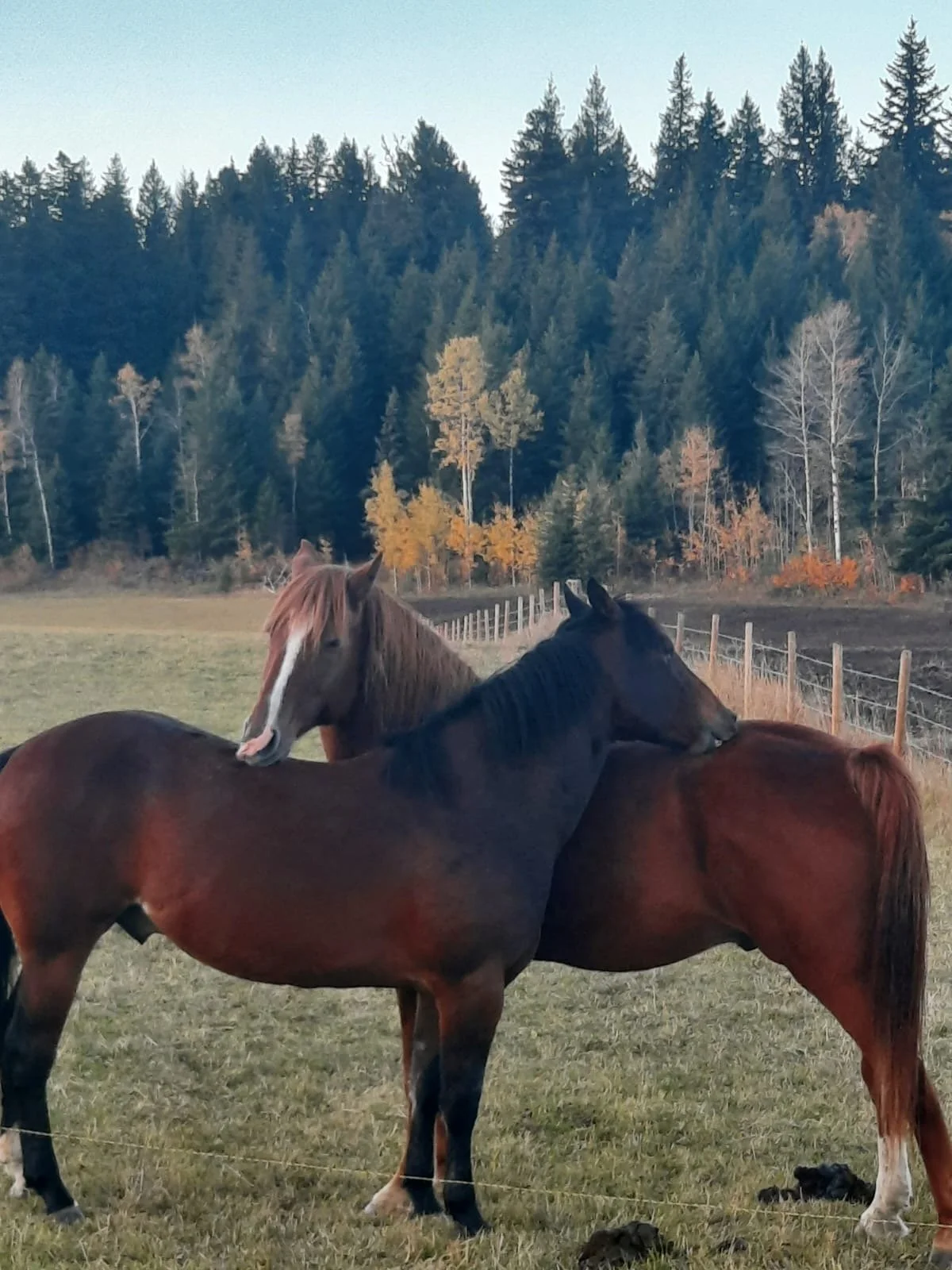 Horses grazing in the pasture at MeadowView Reins guest ranch in Big Lake, BC.