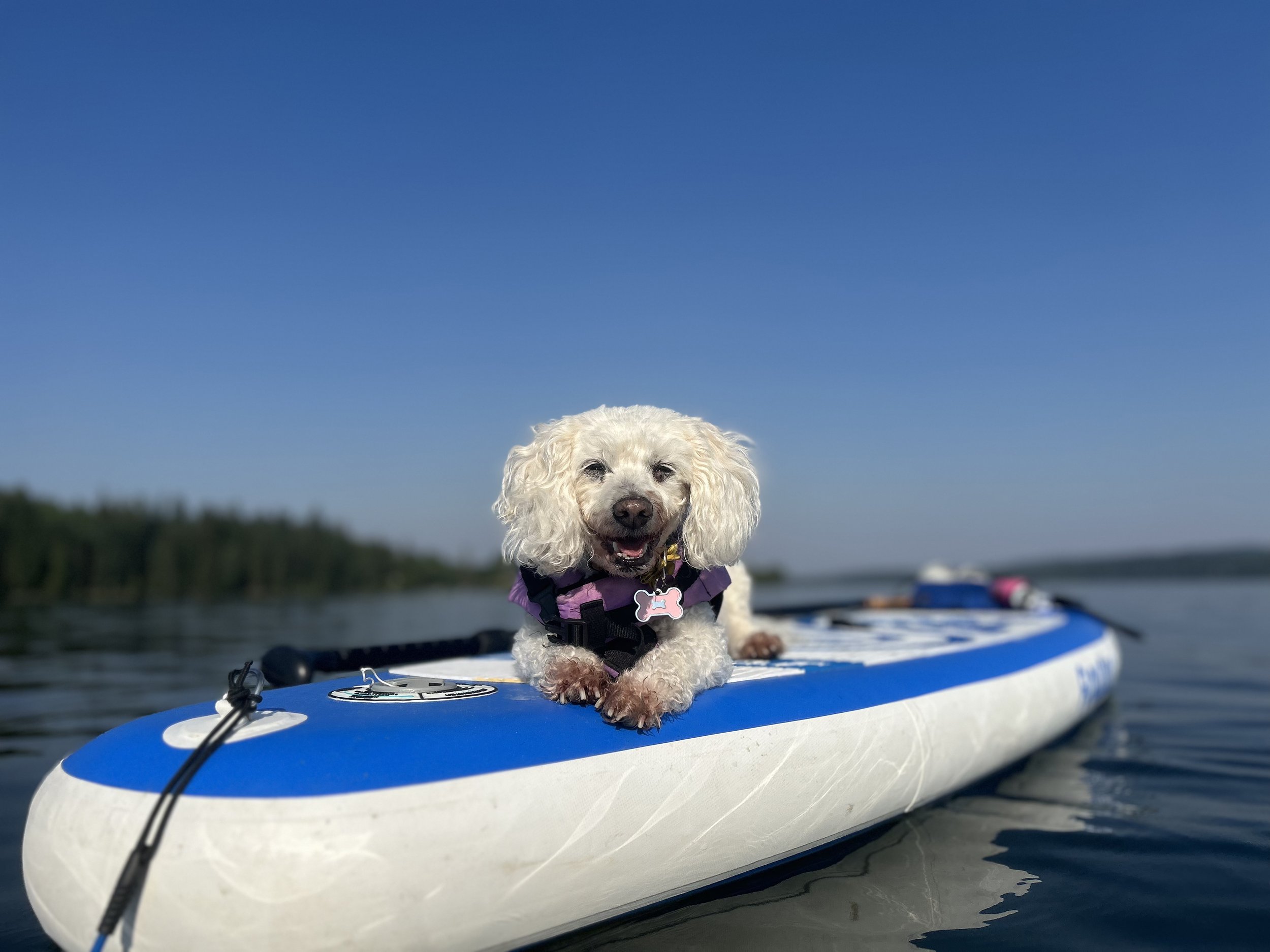 Paddle Odyssey: spend the whole day on the lake with a guided paddleboard tour.
