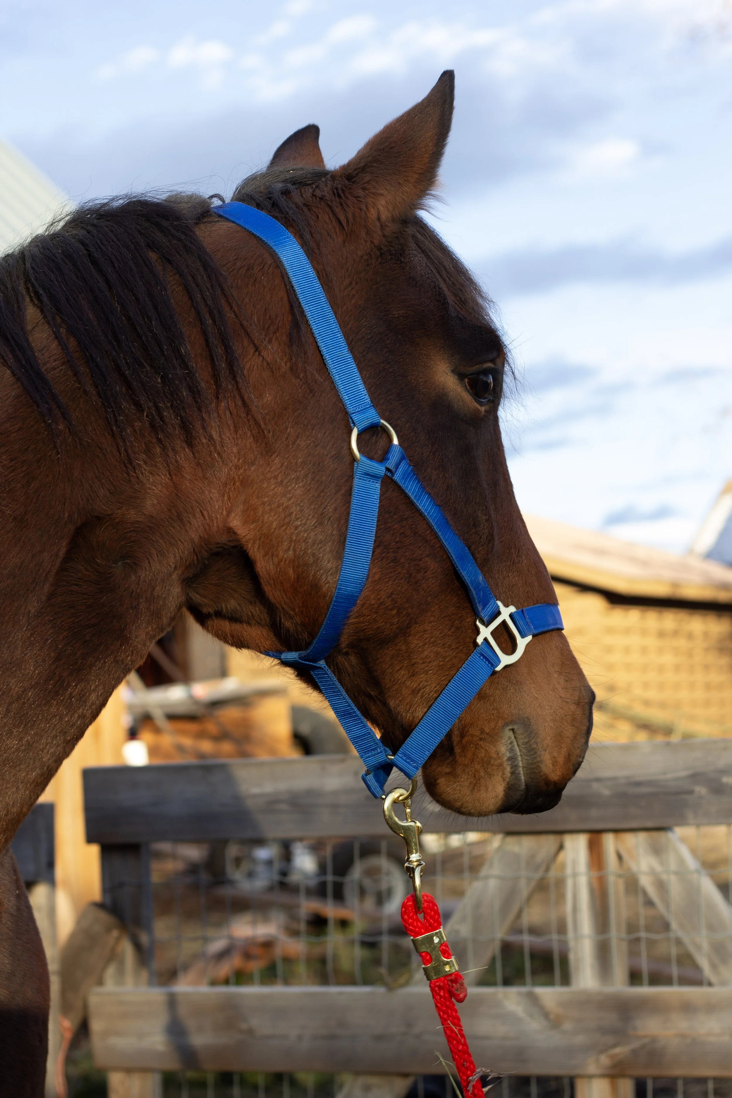 MeadowViewReins - Big Lake BC - Horse 2.jpg