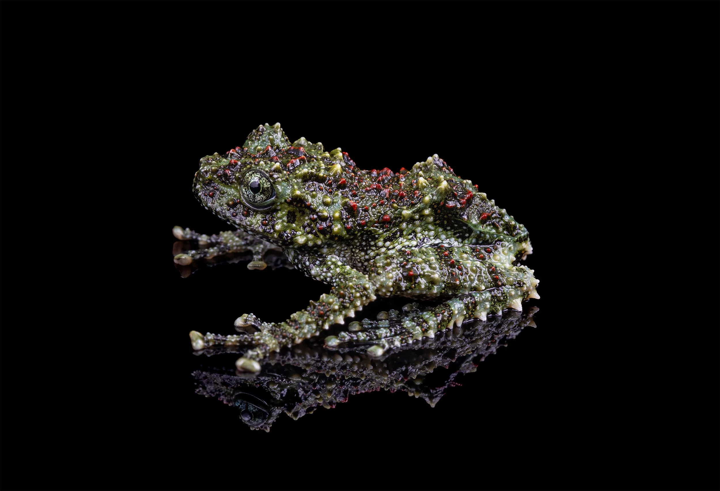 Theloderma corticale