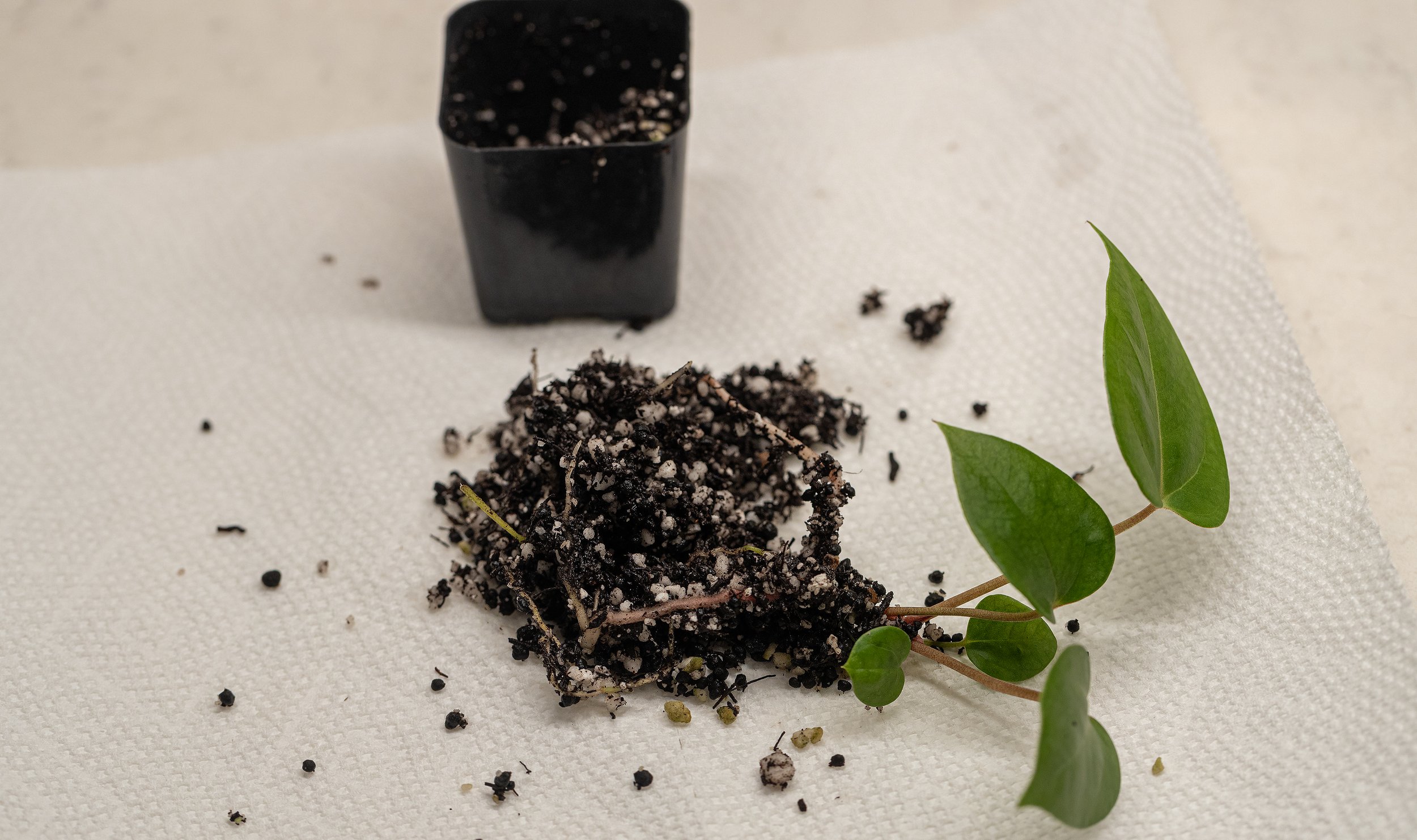 Remove the plant from the pot it’s in and wash off all of the soil that it came in, preferably in RO or distilled water but tap is fine since it’s limited contact