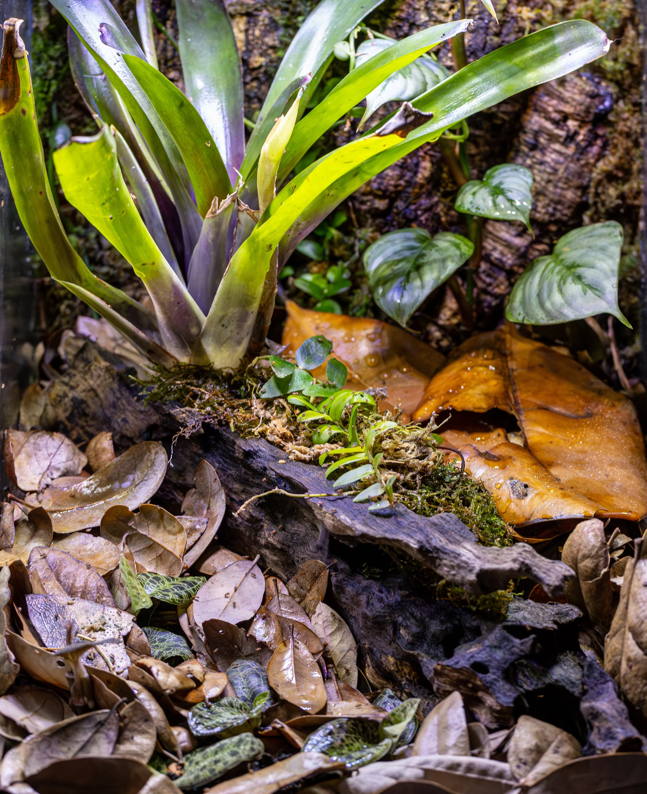 AVS_11x17x17.5growout4_sRGB_X3456_72ppi.jpg