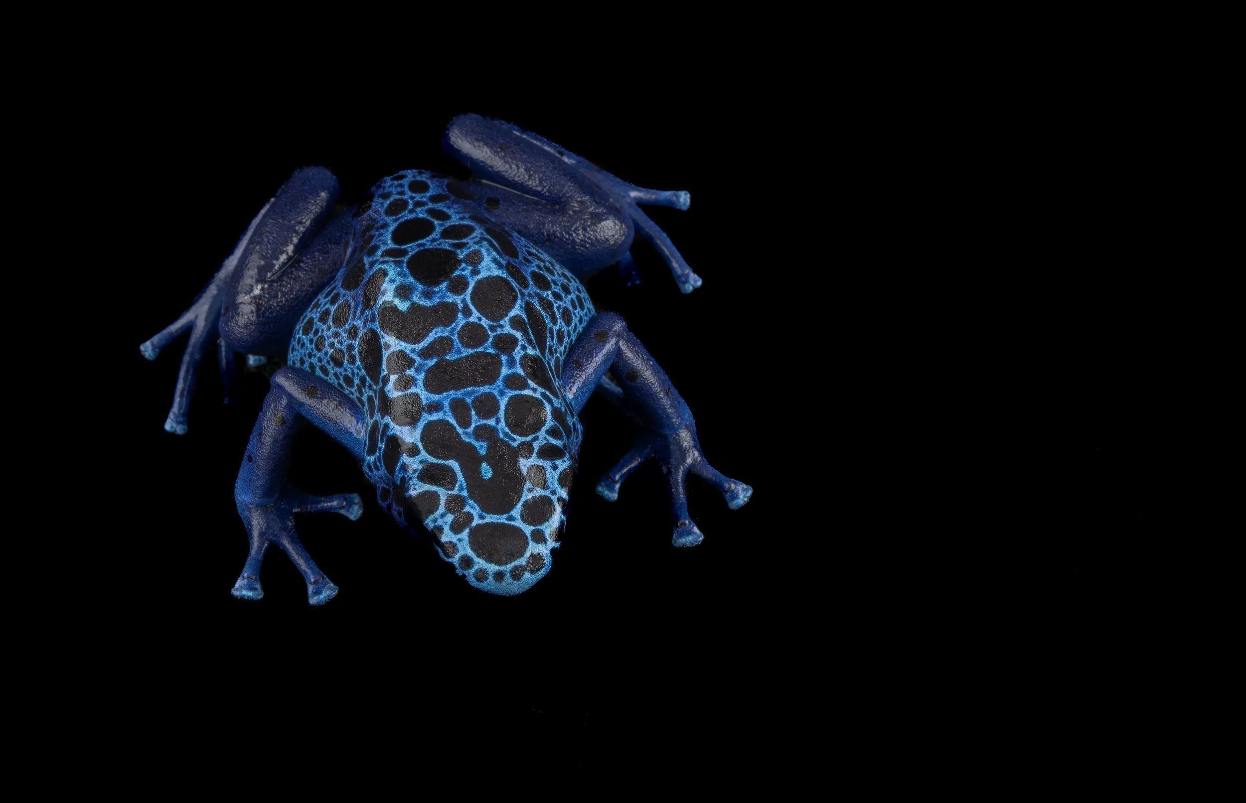 Adult Female Dendrobates tinctorius 'Azureus'