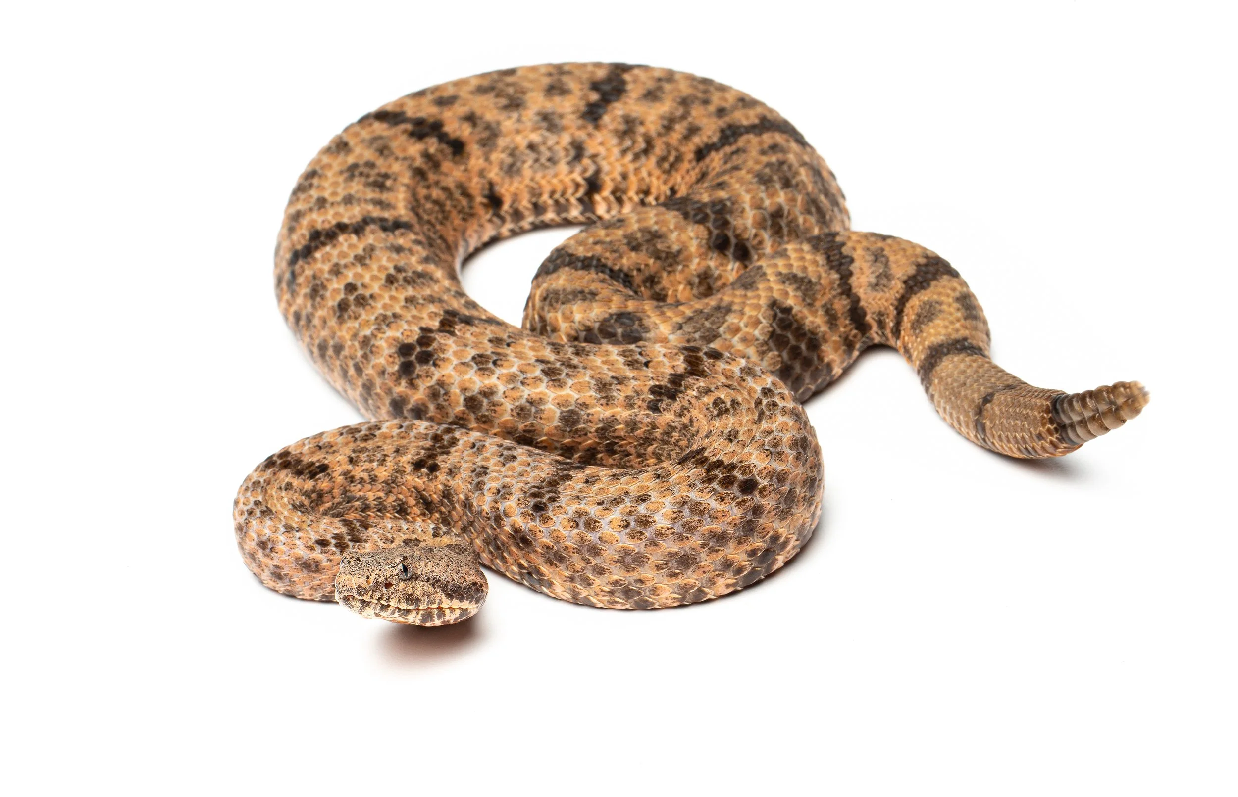 AVS_Prints_Crotaluslepiduslepidus1_sRGB_3456x-_72ppi.jpg