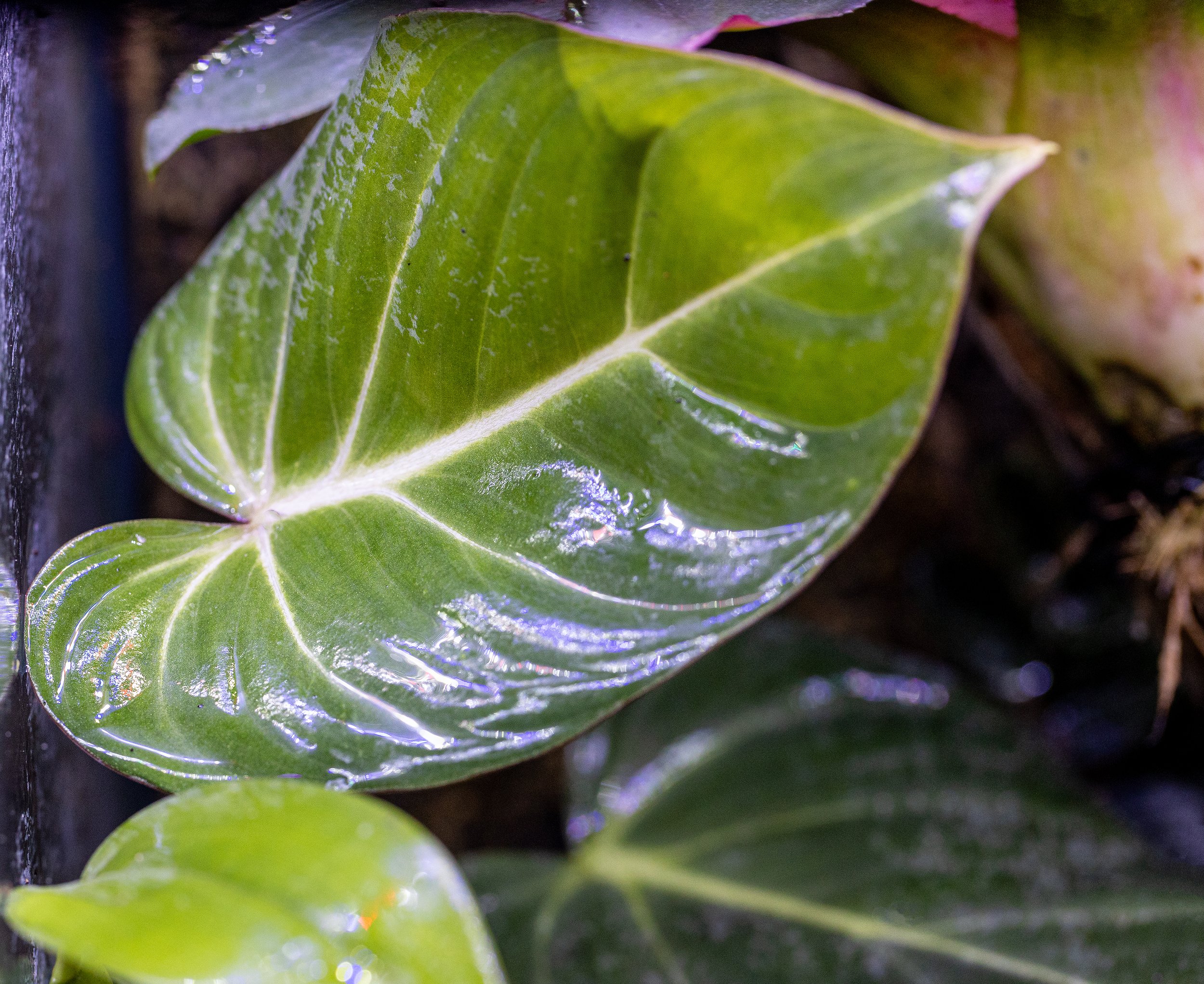 Philodendron gloriosum