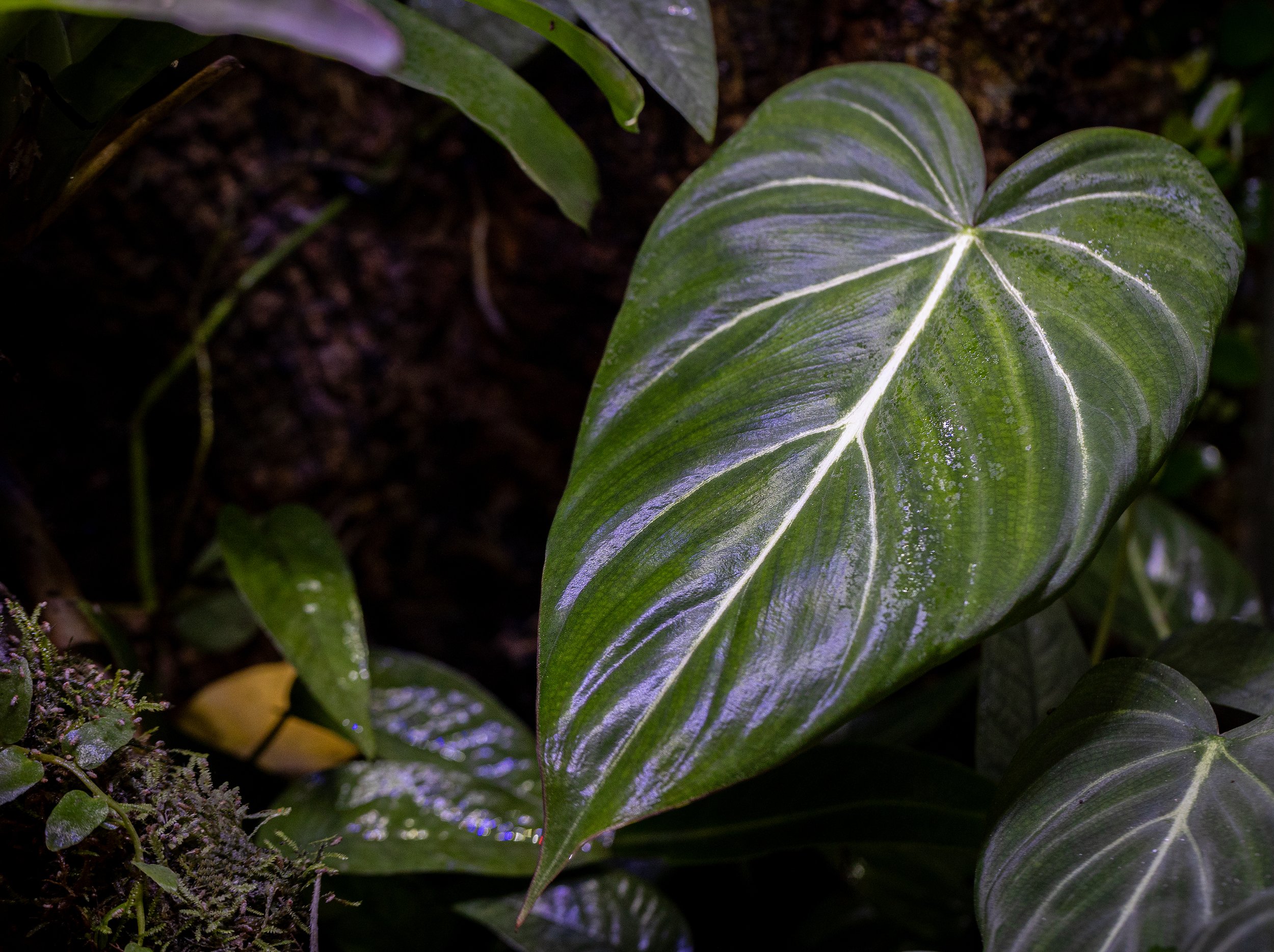 Philodendron 'Glorious' (P. gloriosum x P. melanochrysum)