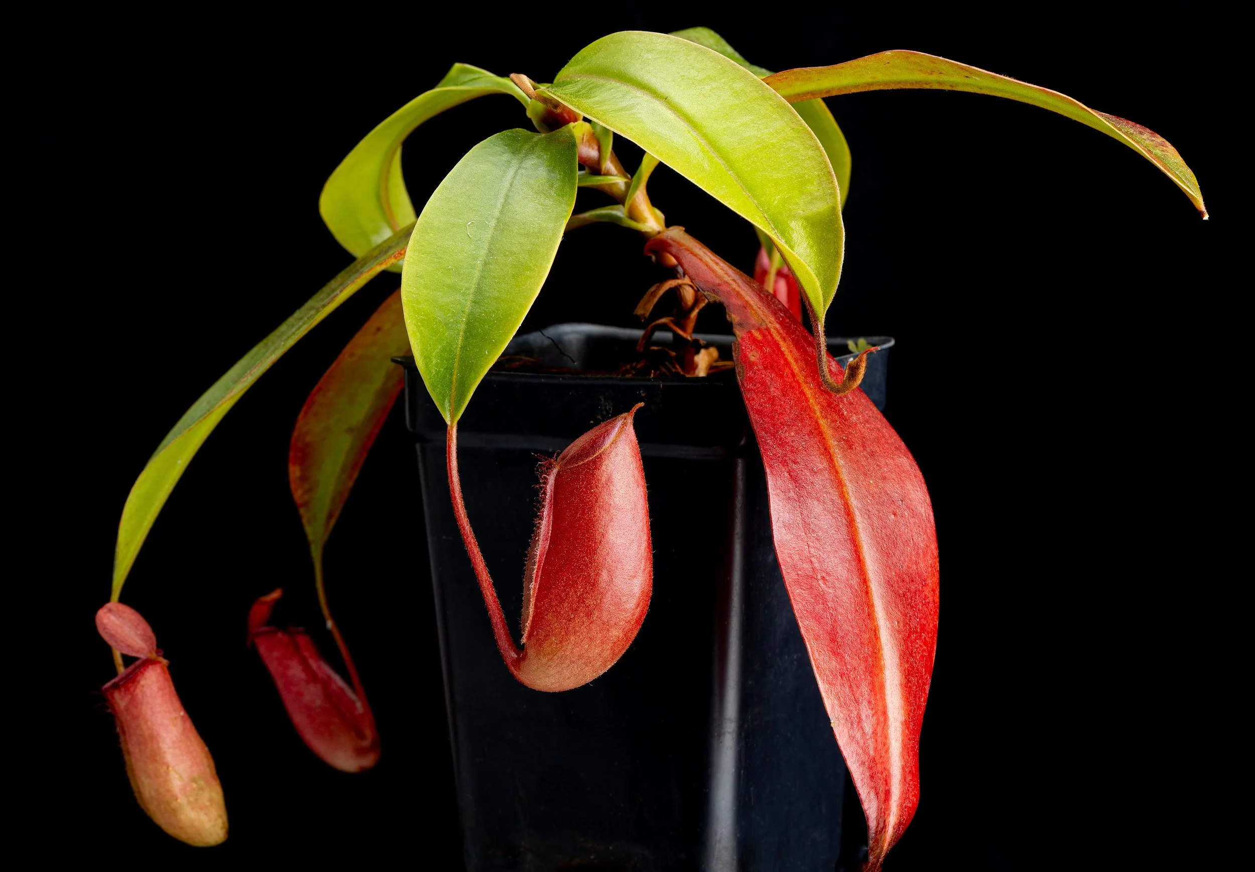 Nepenthes 'Lady Luck'