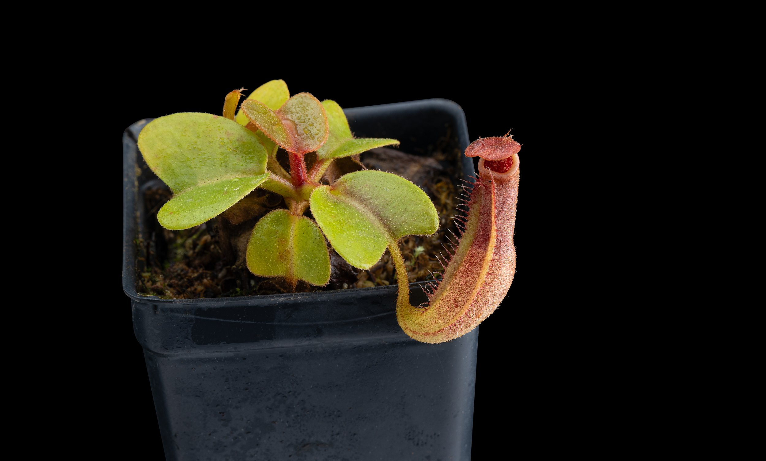 Nepenthes truncata (d) (f#1 x m#1)