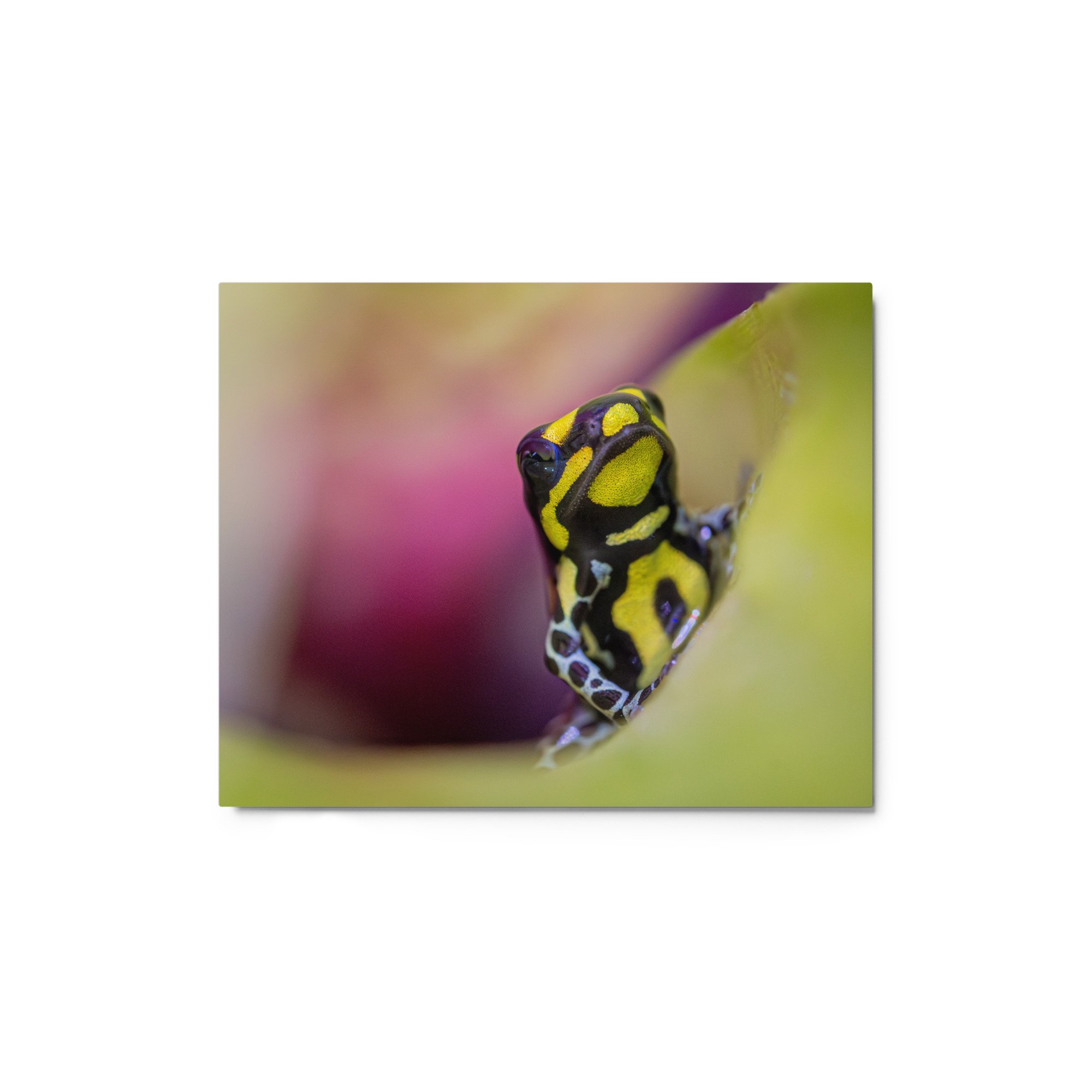 glossy-metal-print-(in)-white-8x10-front-67d4dfaa4f8dc.jpg