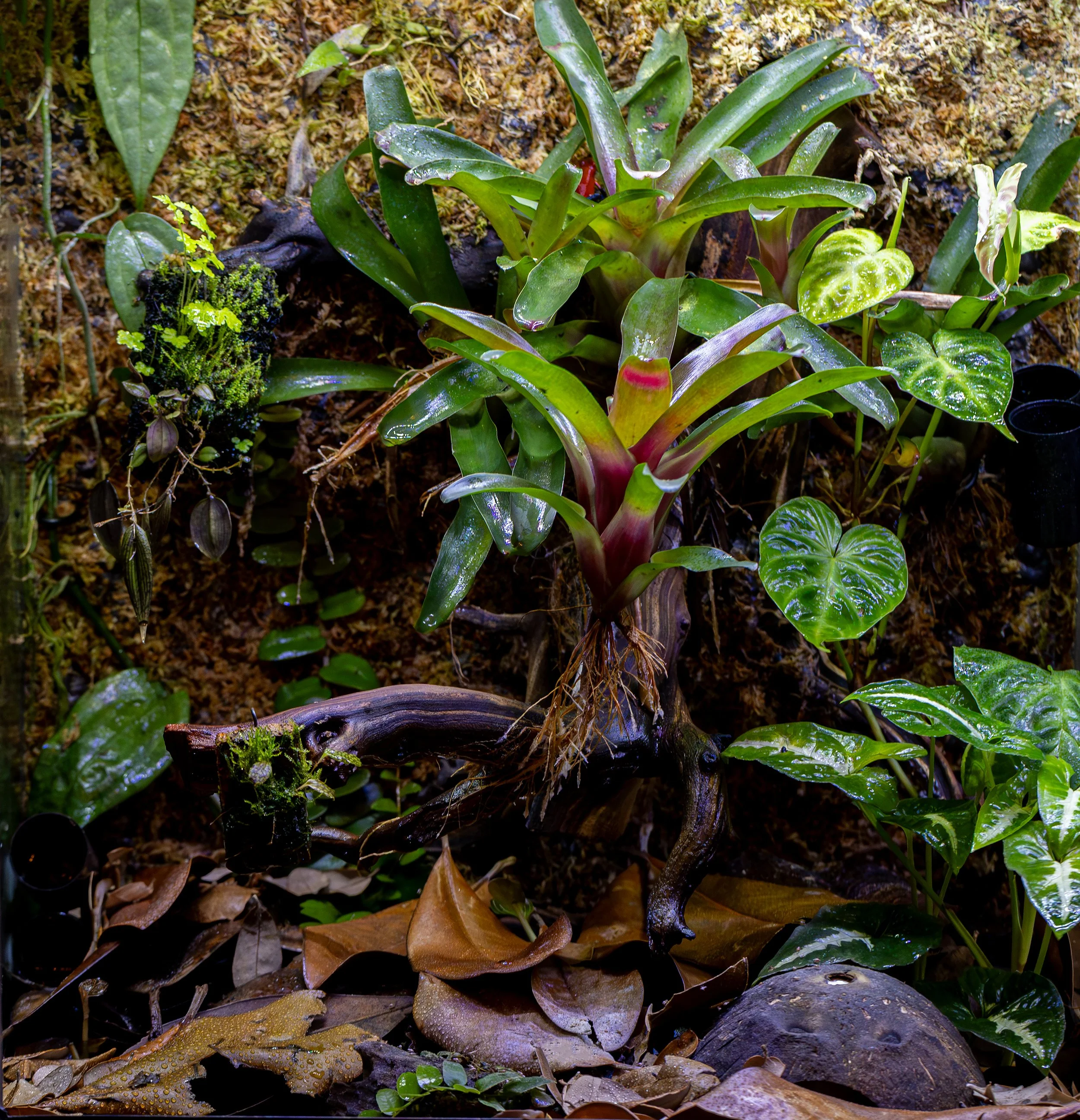 Austin Vivarium Association