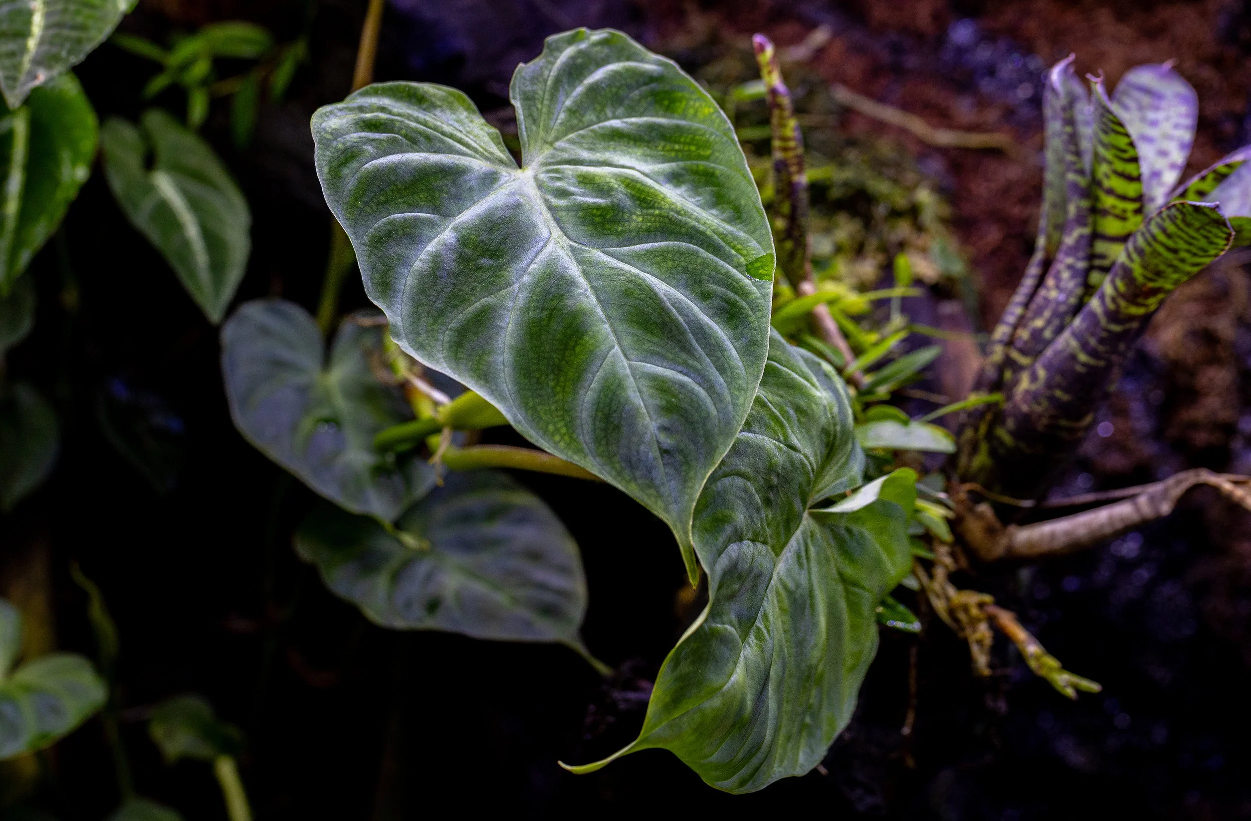 Vivarium Plant Spotlight: Philodendron verrucosum