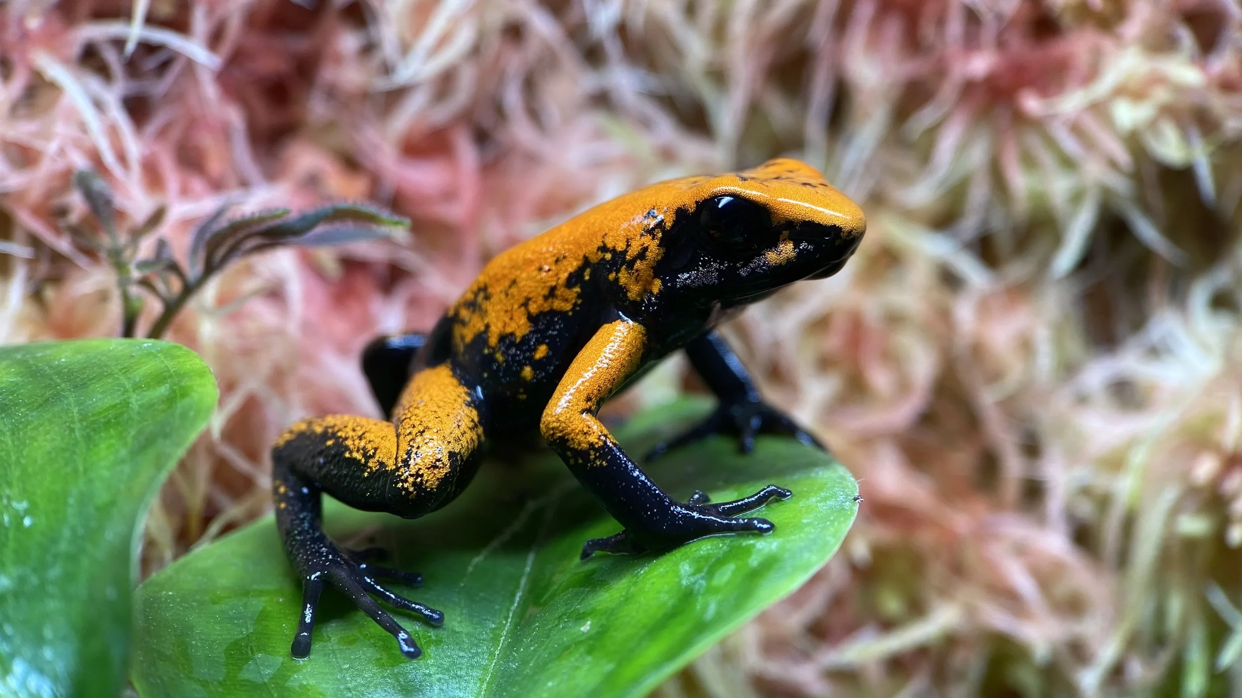 AVS Q&amp;A with… Shareef @abunchoftanks