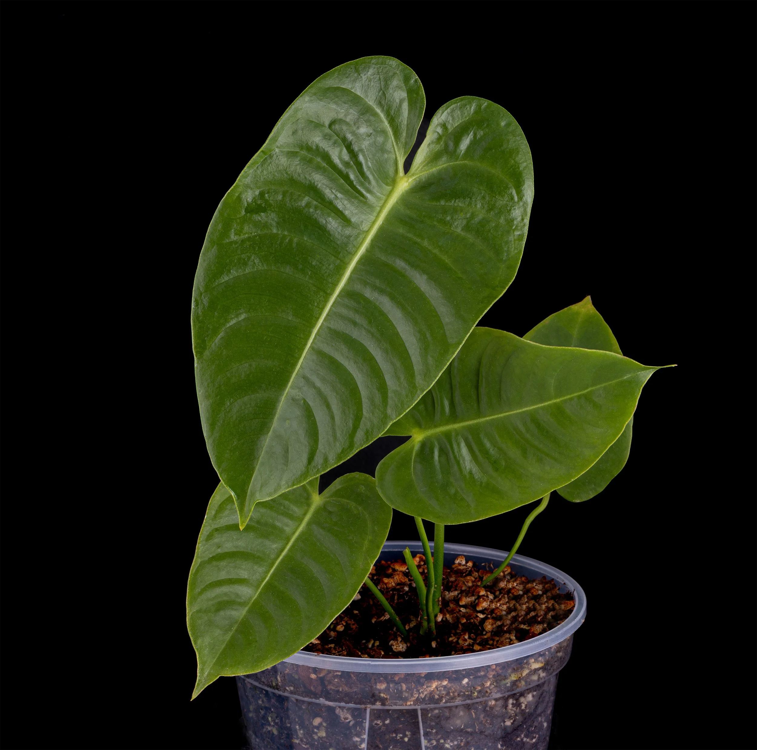 Anthurium veitchii