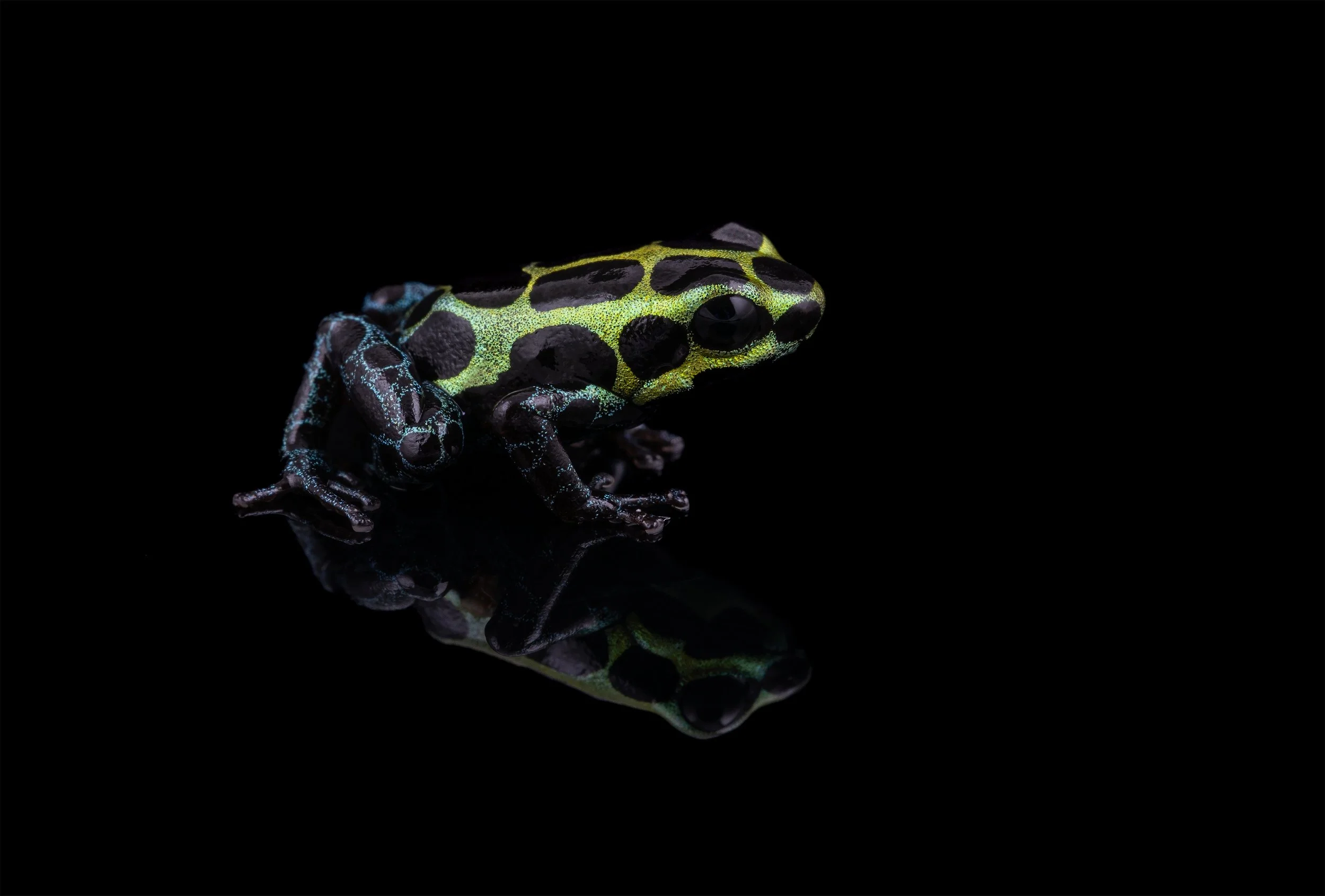 My Favorite Thumbnail: Ranitomeya variabilis ‘Southern’