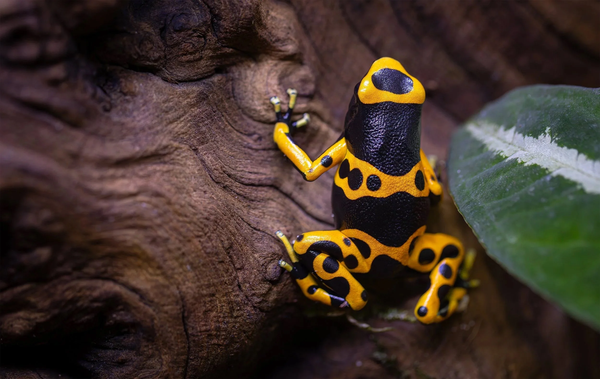 AVS_Prints_Dendrobatesleucomelas1_sRGB_72ppi.jpg