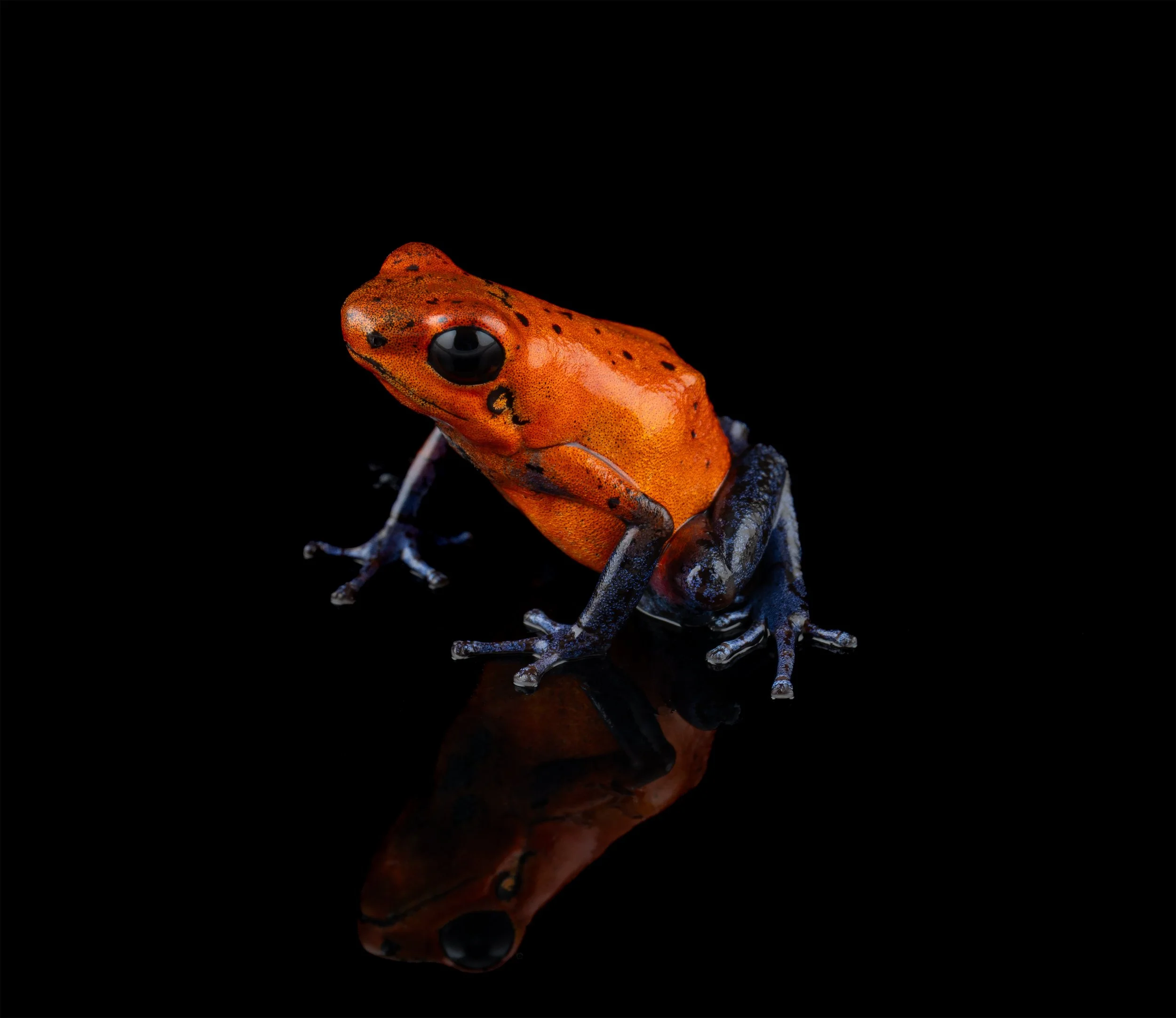 Strawberry Poison Dart Frog (Oophaga pumilio 'Blue Jeans') III