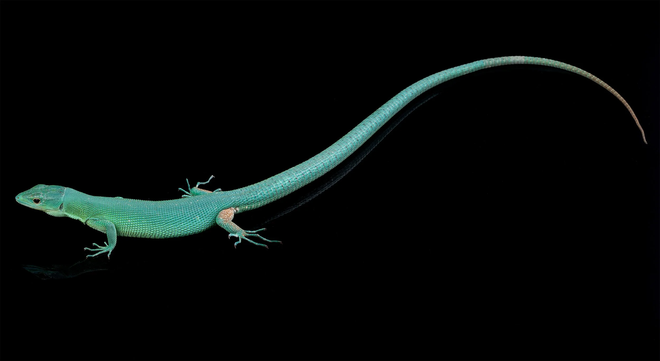 Gastropholis prasina