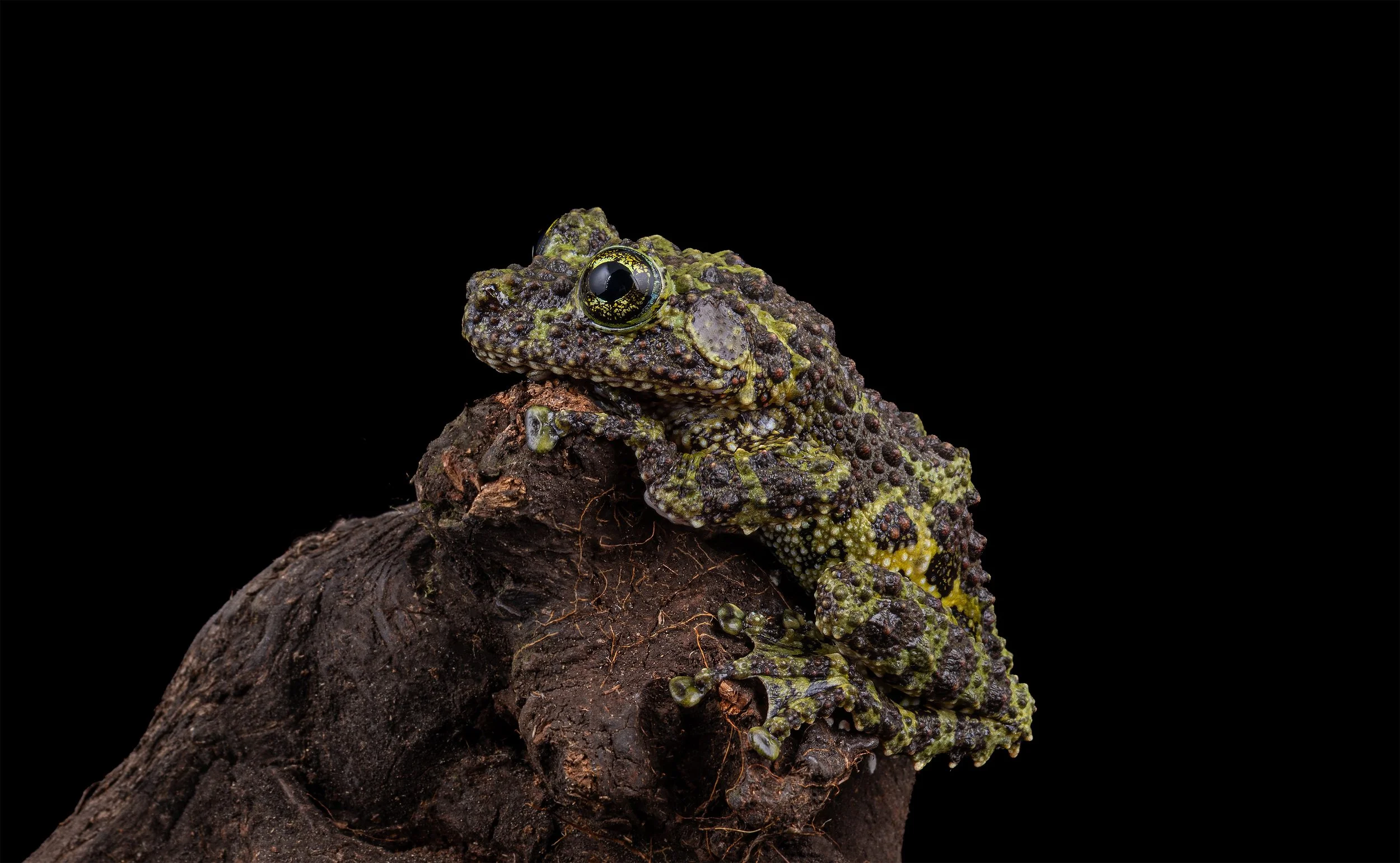 Adult Female Vietnamese Mossy Frog (Theloderma corticale)