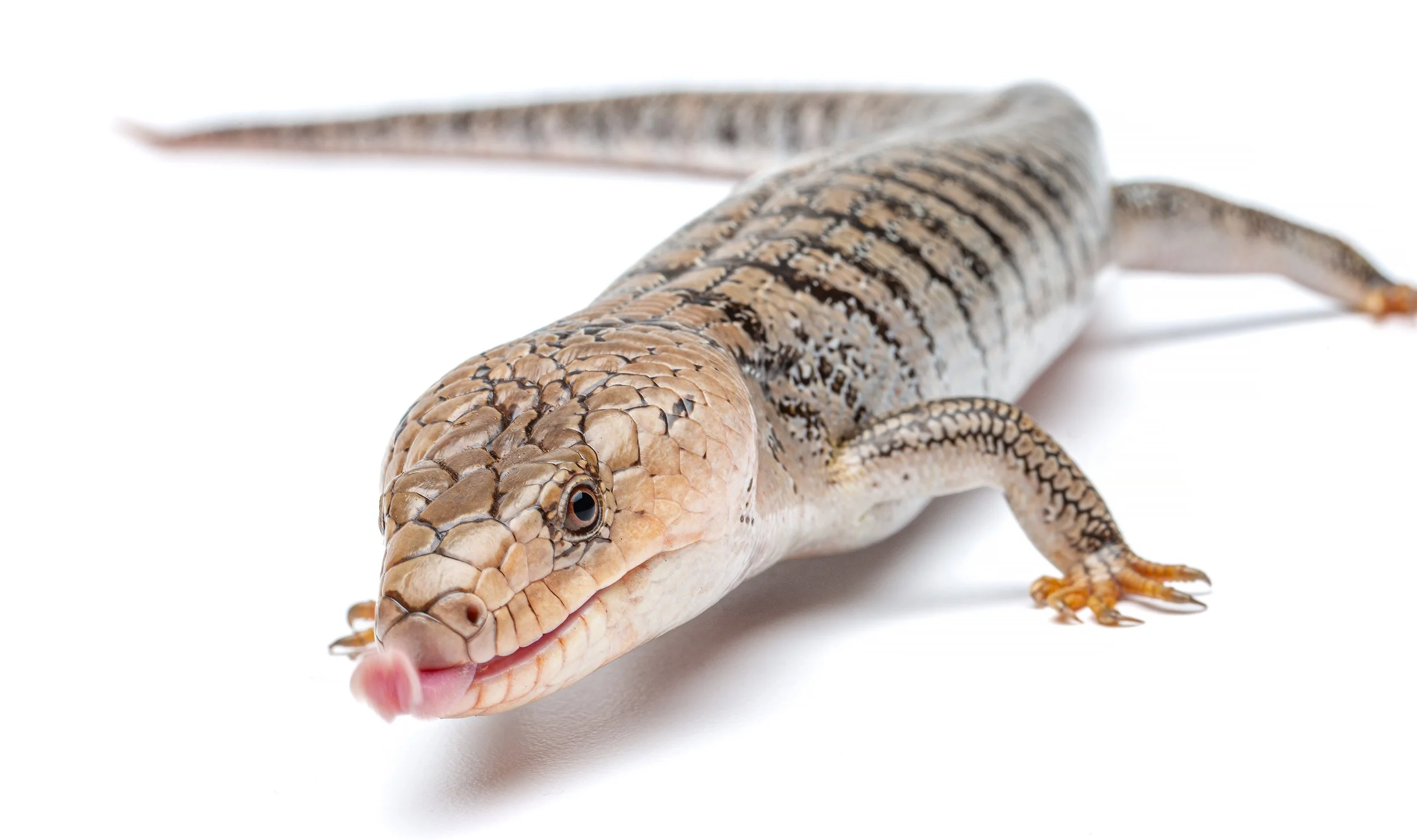 Cyclodomorphus gerrardii