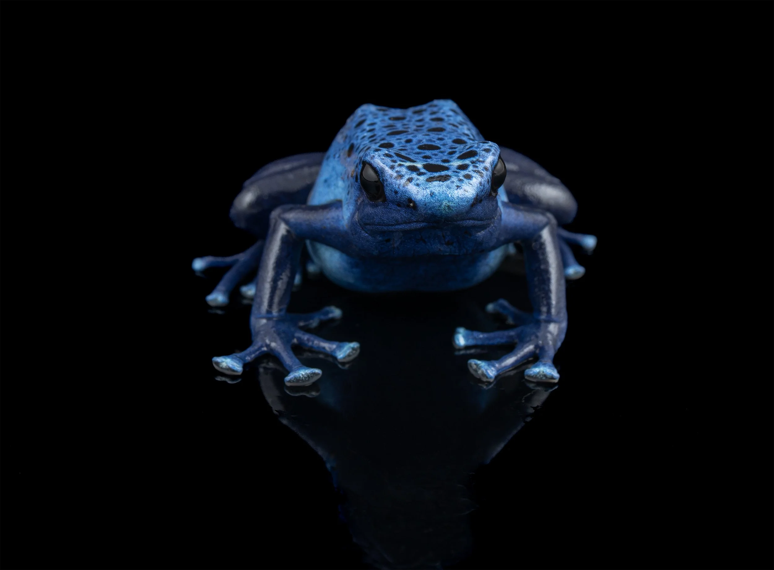 Dendrobates tinctorius 'Azureus'