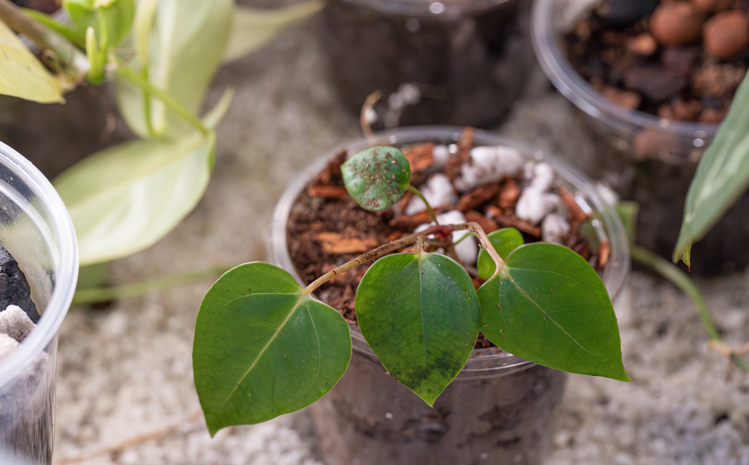 Water the plant several times with RO, and place it in a quarantine box that receives good LED light 10-12 hours a day. Check on the plant regularly and water as needed. Once the quarantine period is over and the plant looks happy any heathy, it’s
